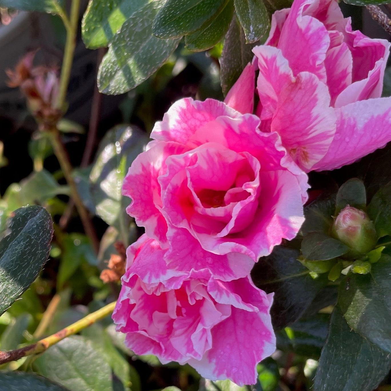 Azalea 'Inga'