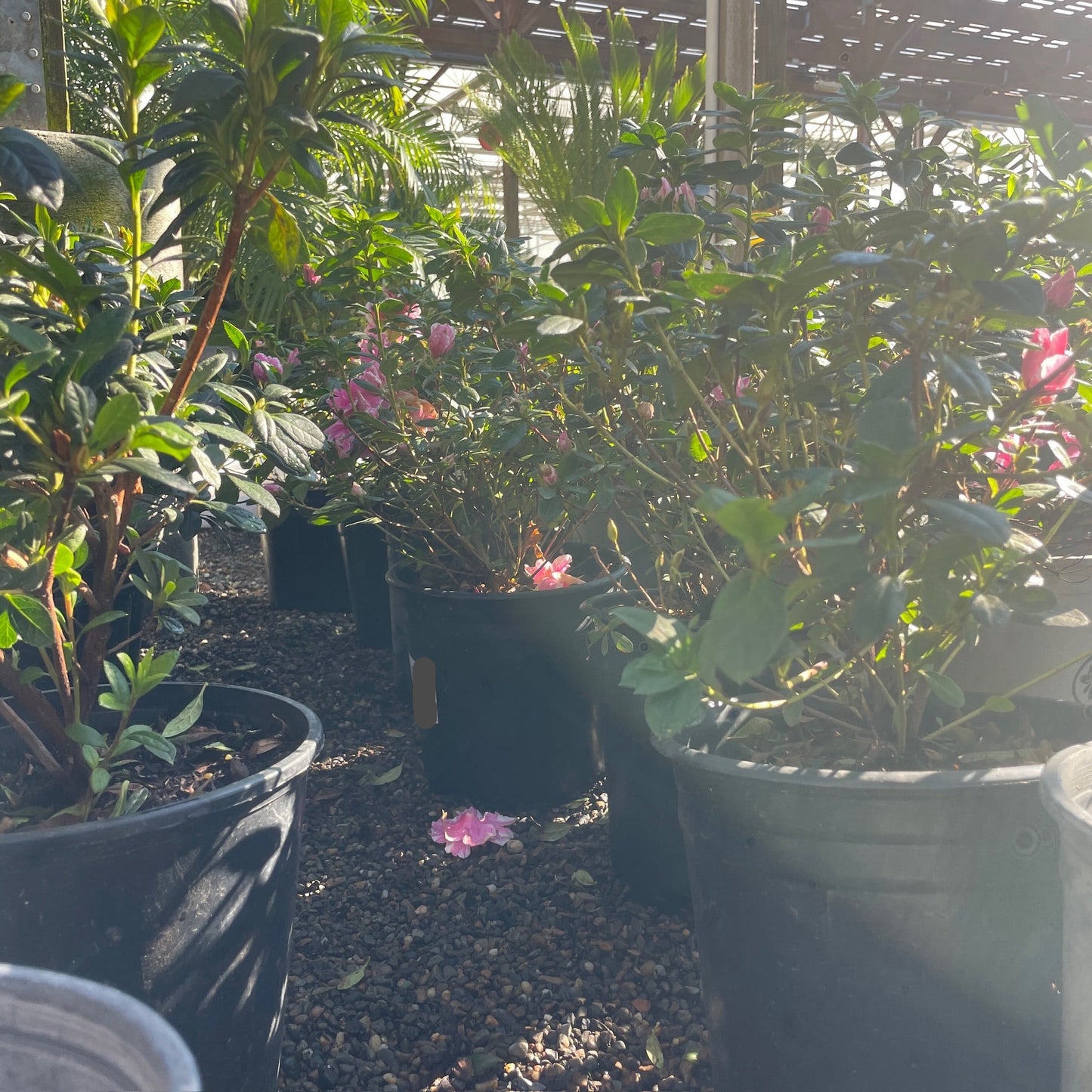 Azalea 'Inga'