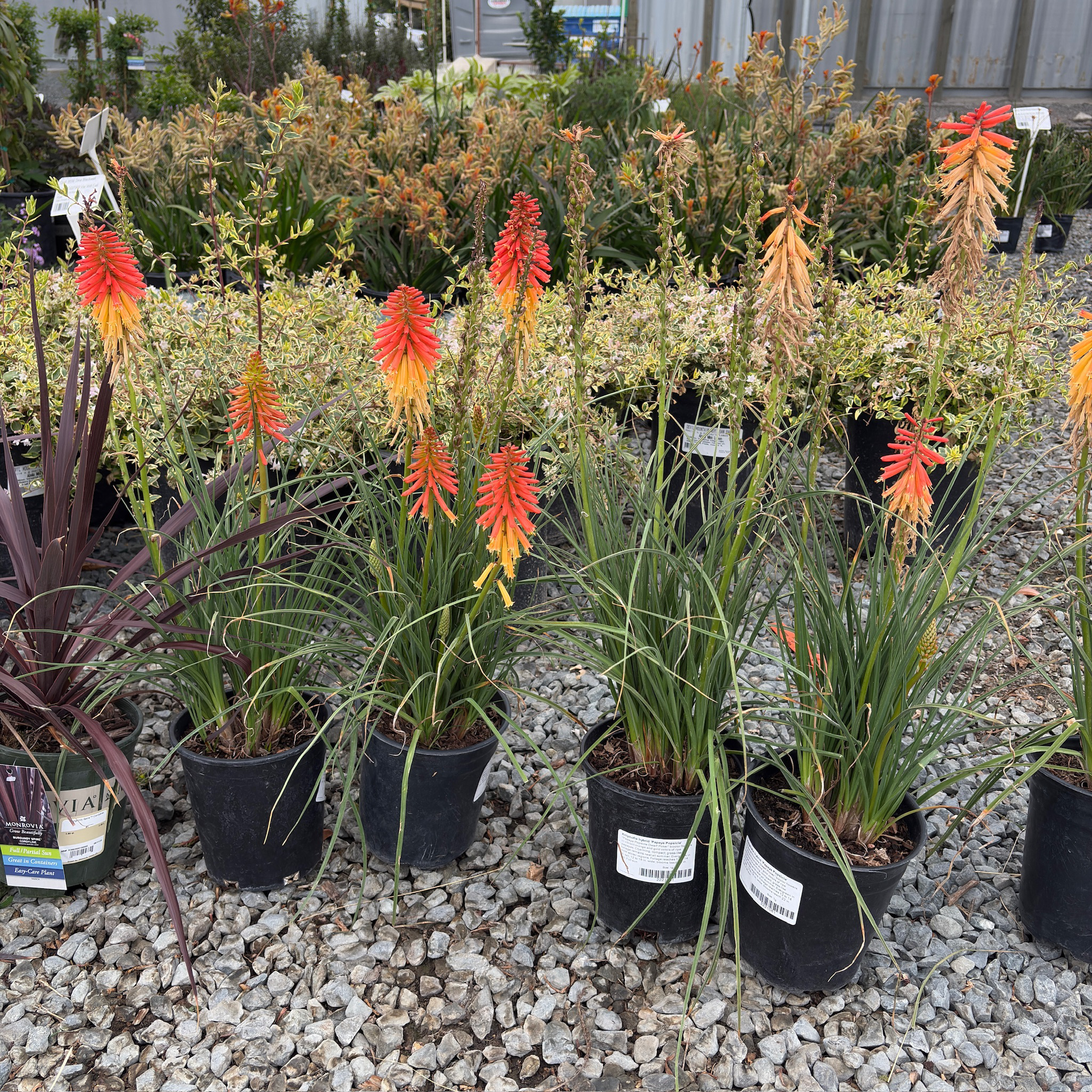Red-Hot Poker