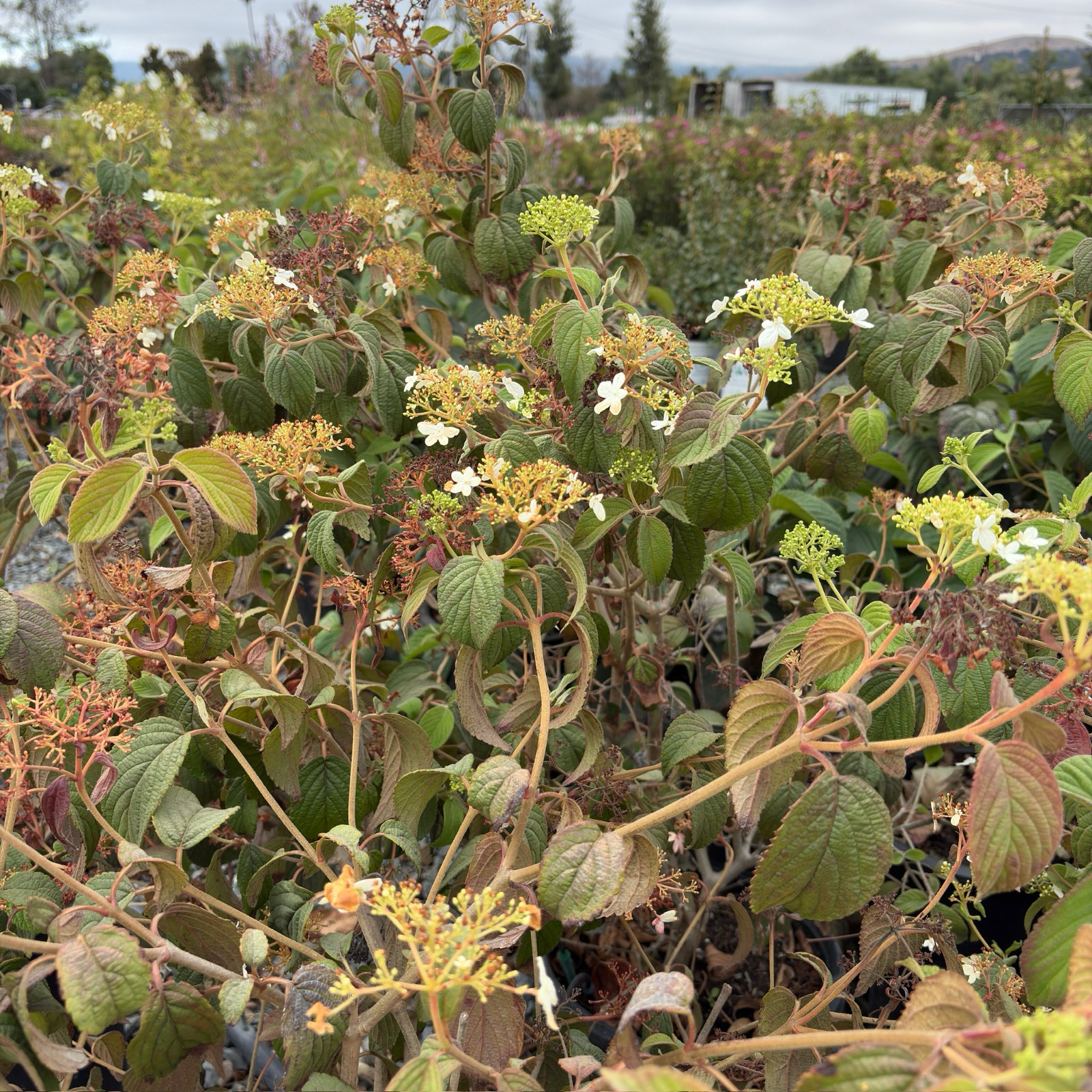 Summer Snowflake Double-File Viburnum