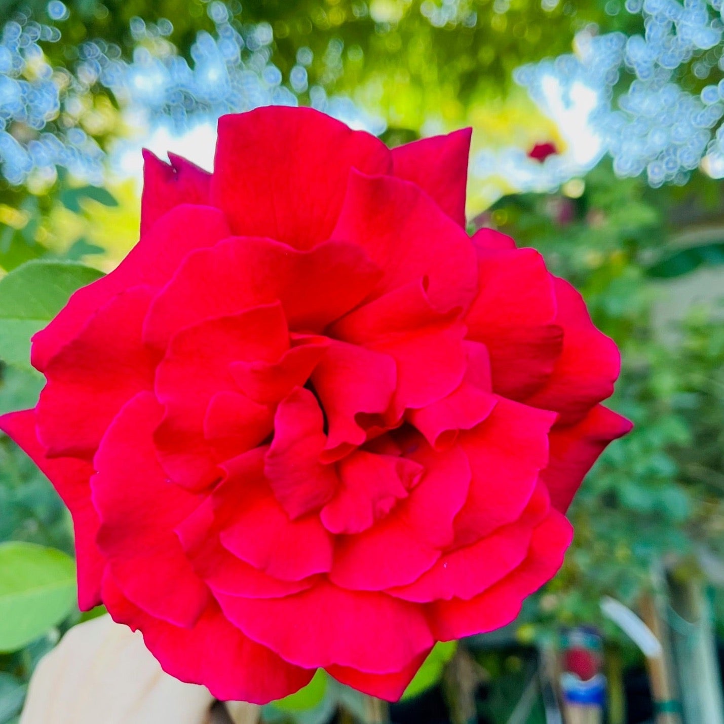 Firefighter® Rose