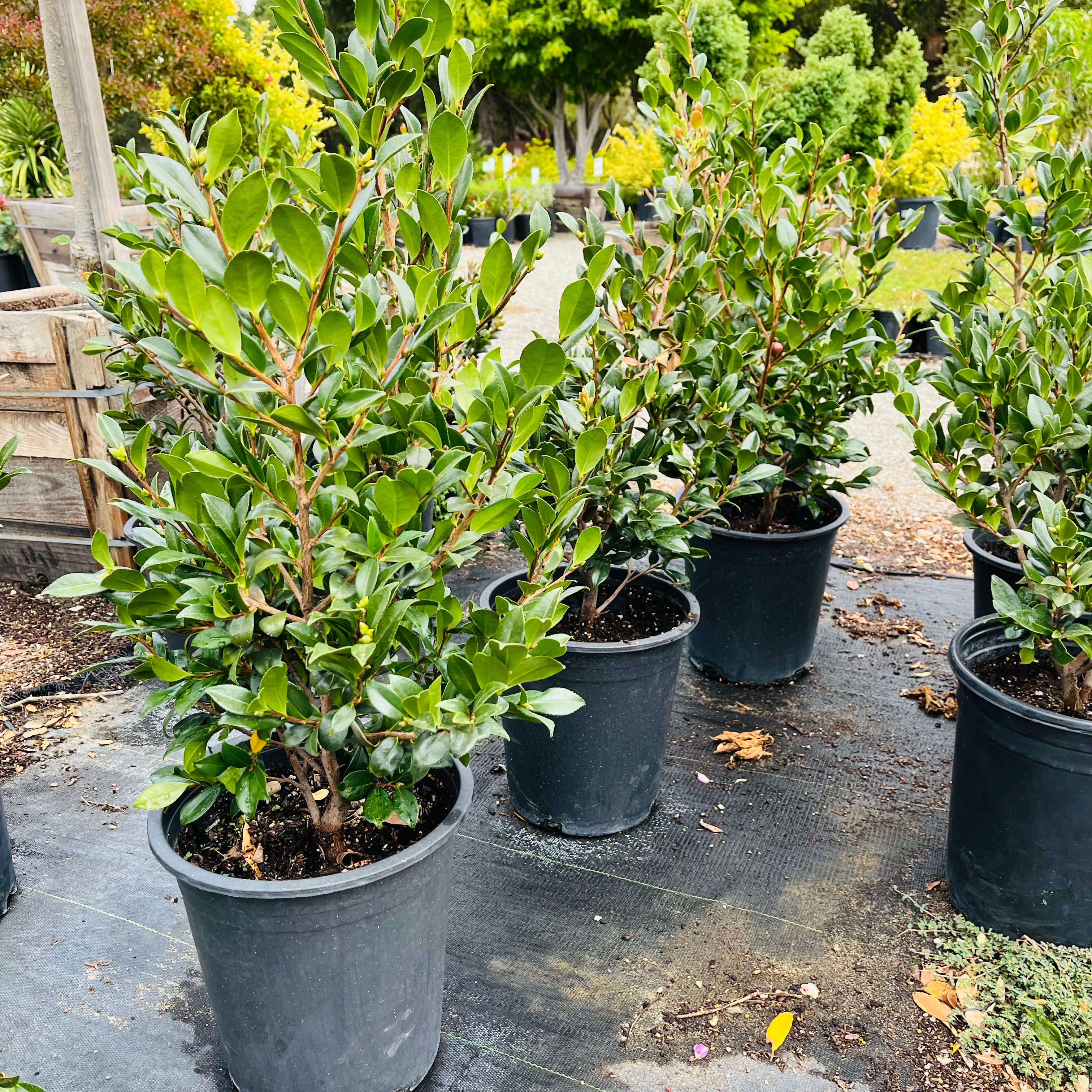 Yuletide  Sun Camellia