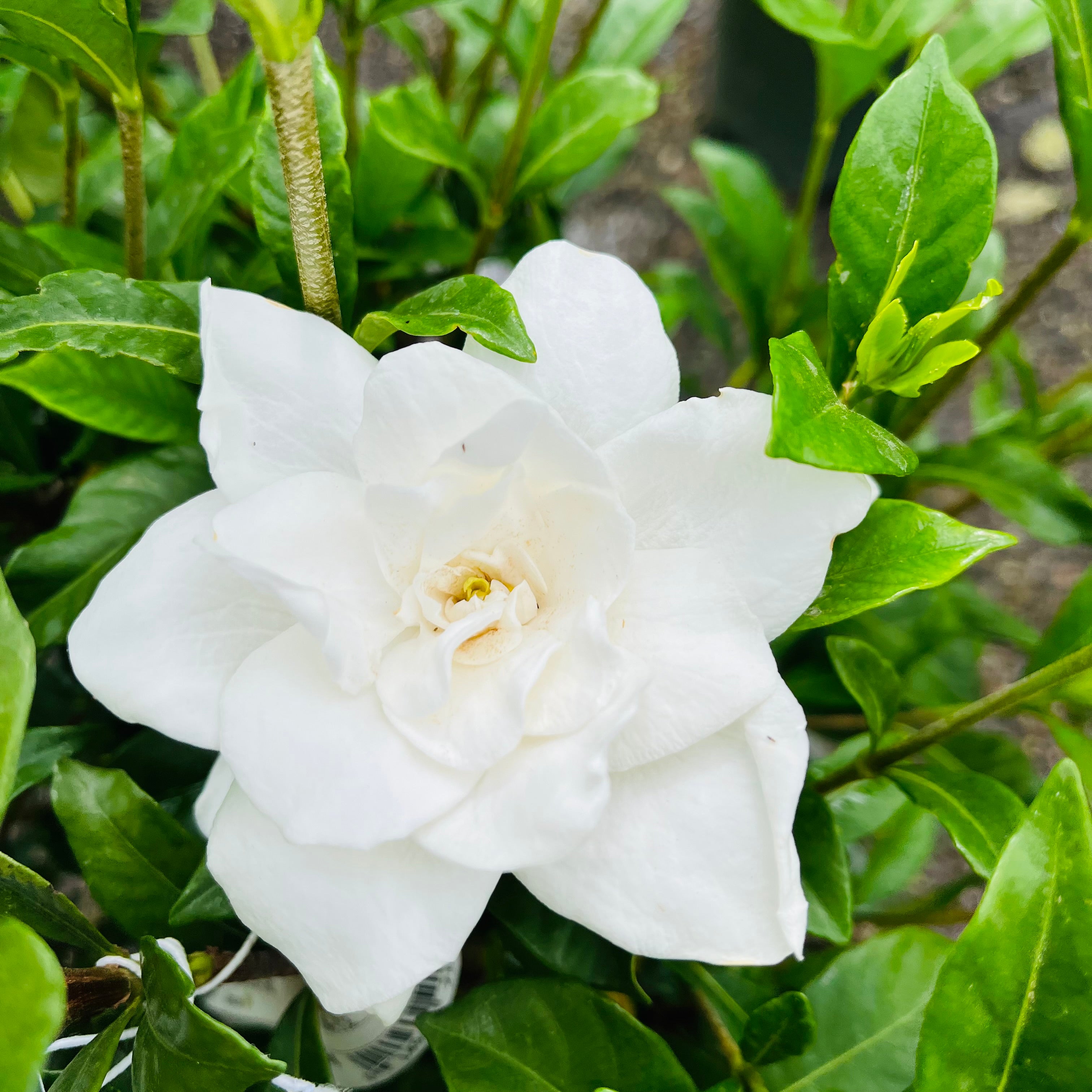 Gardenia August Beauty