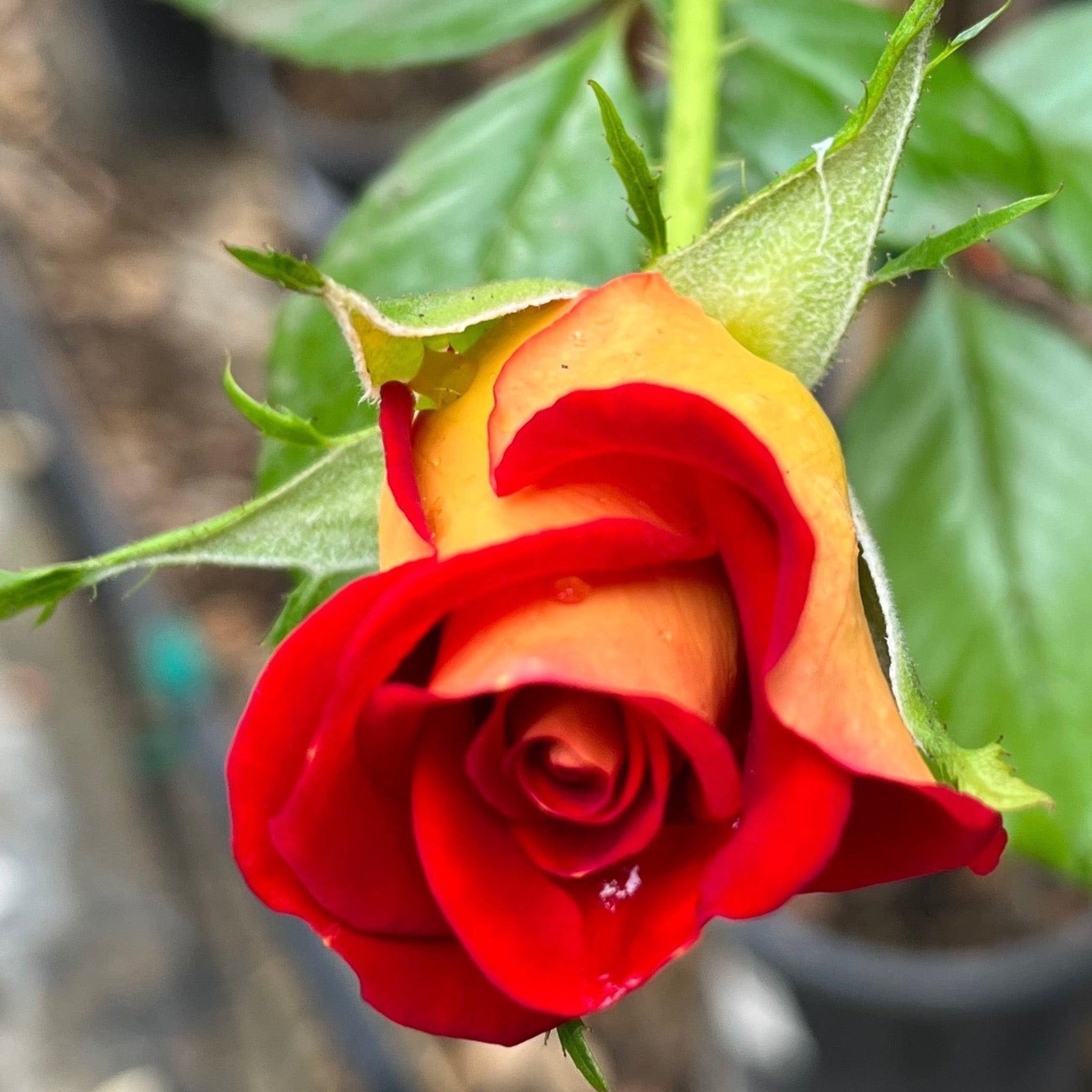 Ketchup & Mustard™ Rose