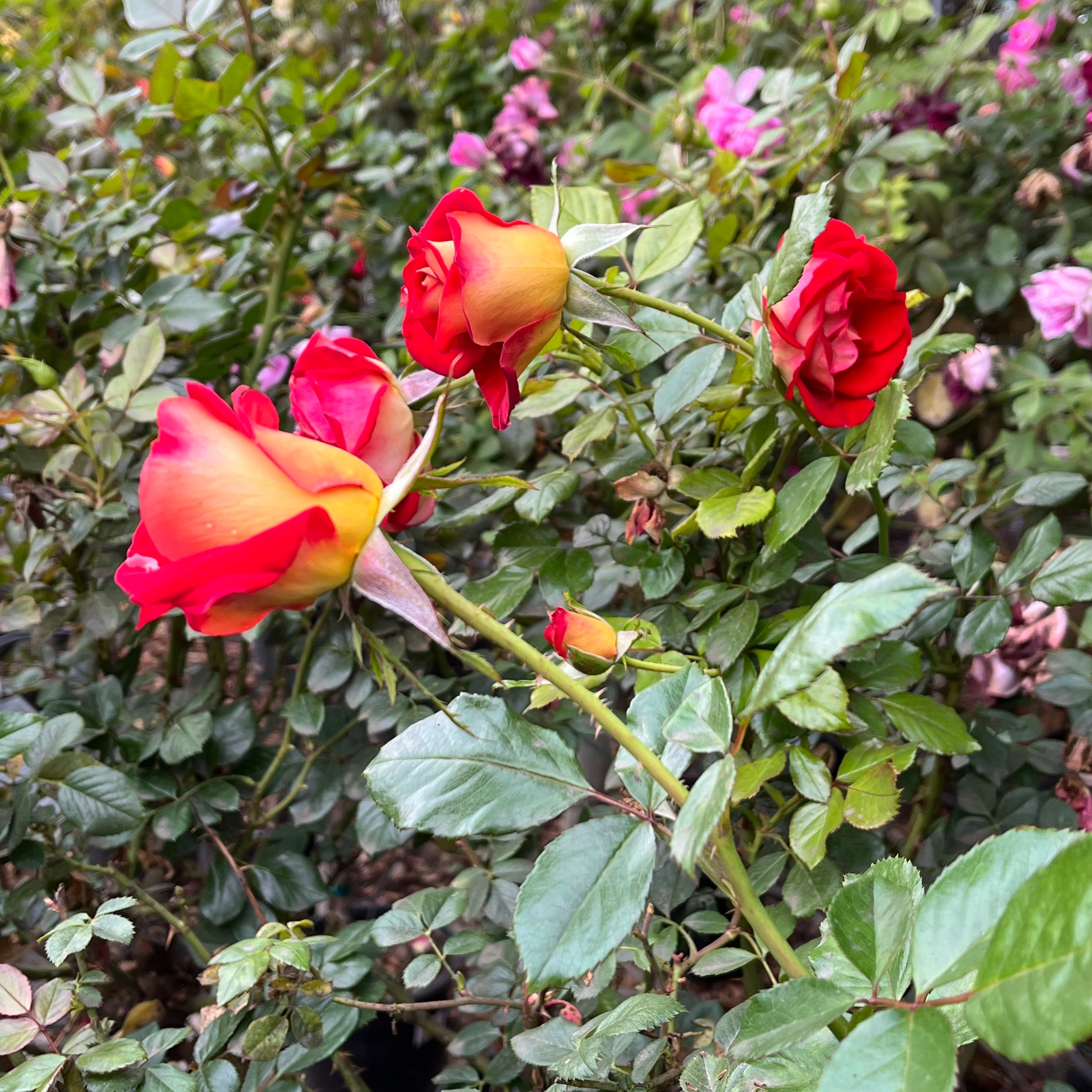 Ketchup & Mustard™ Rose
