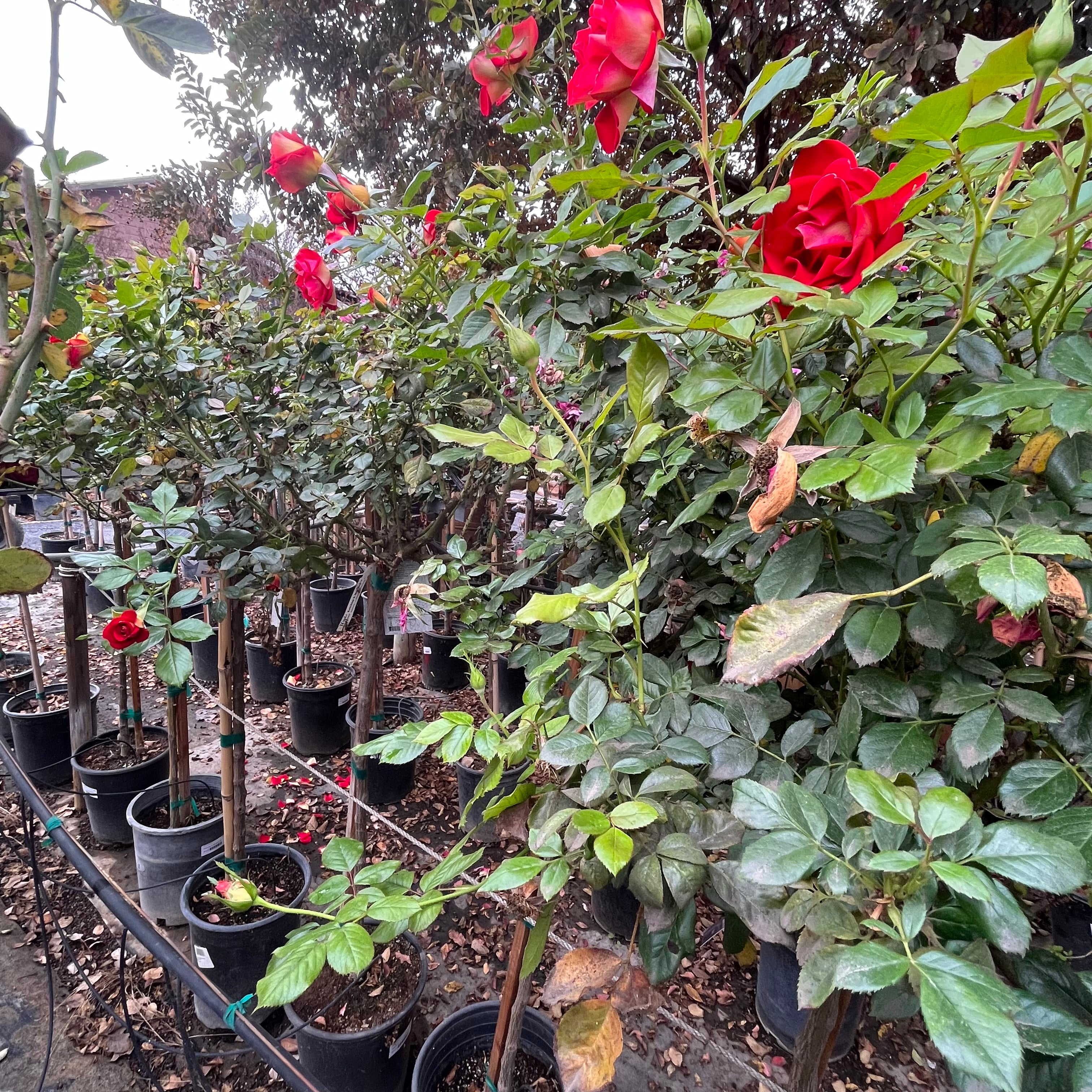 Ketchup & Mustard™ Rose
