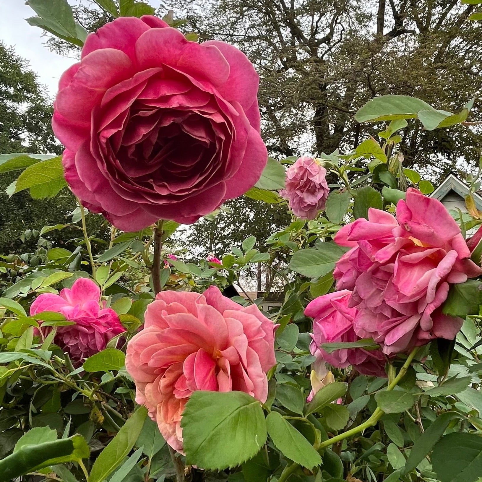Queen Of Elegance Rose