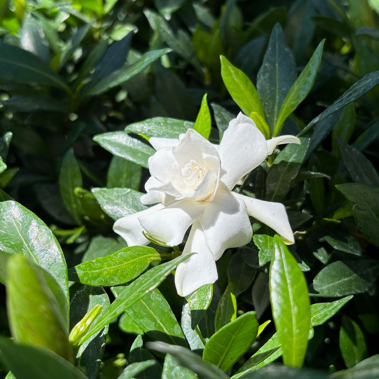 Traling  Gardenia