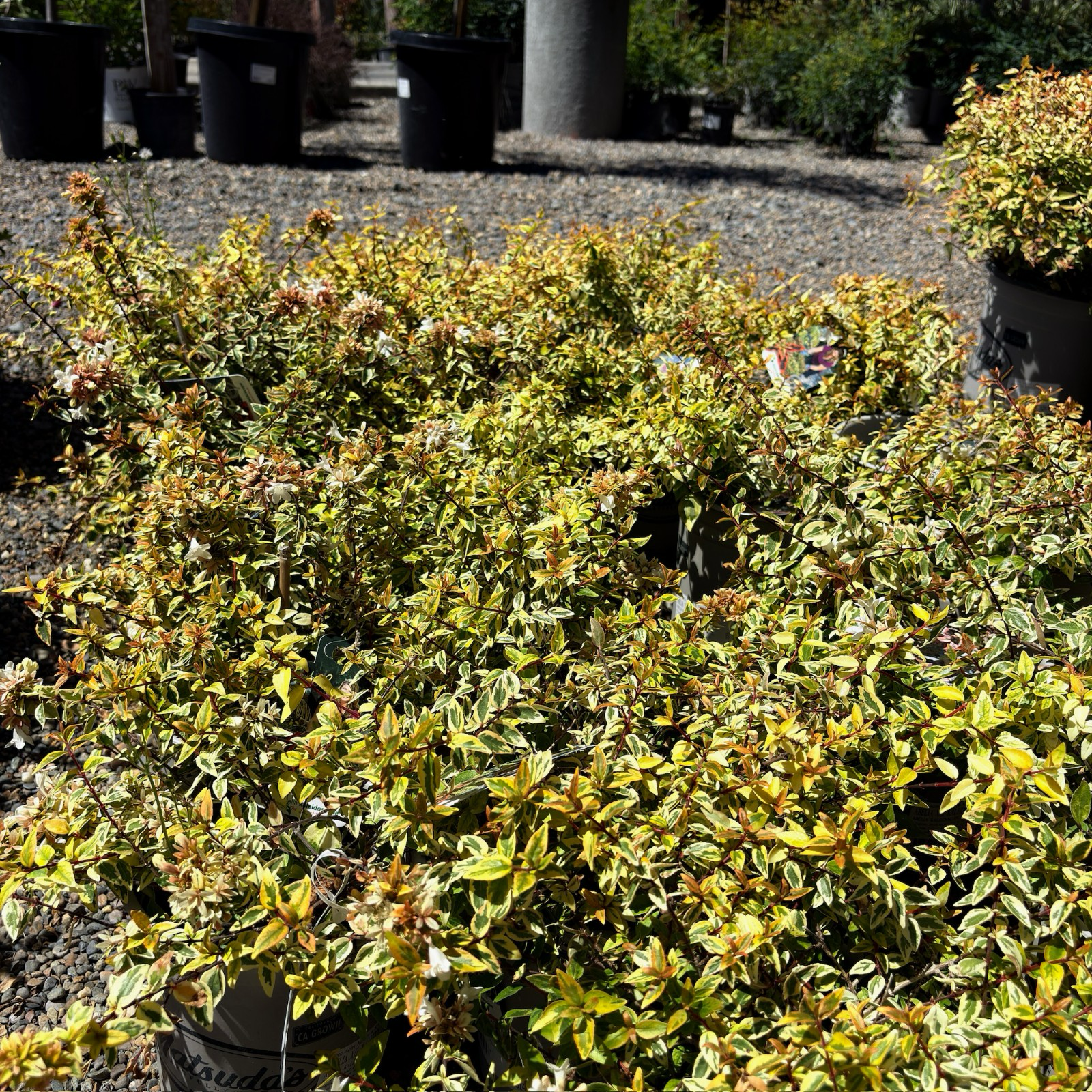 Kaleidoscope Glossy Abelia