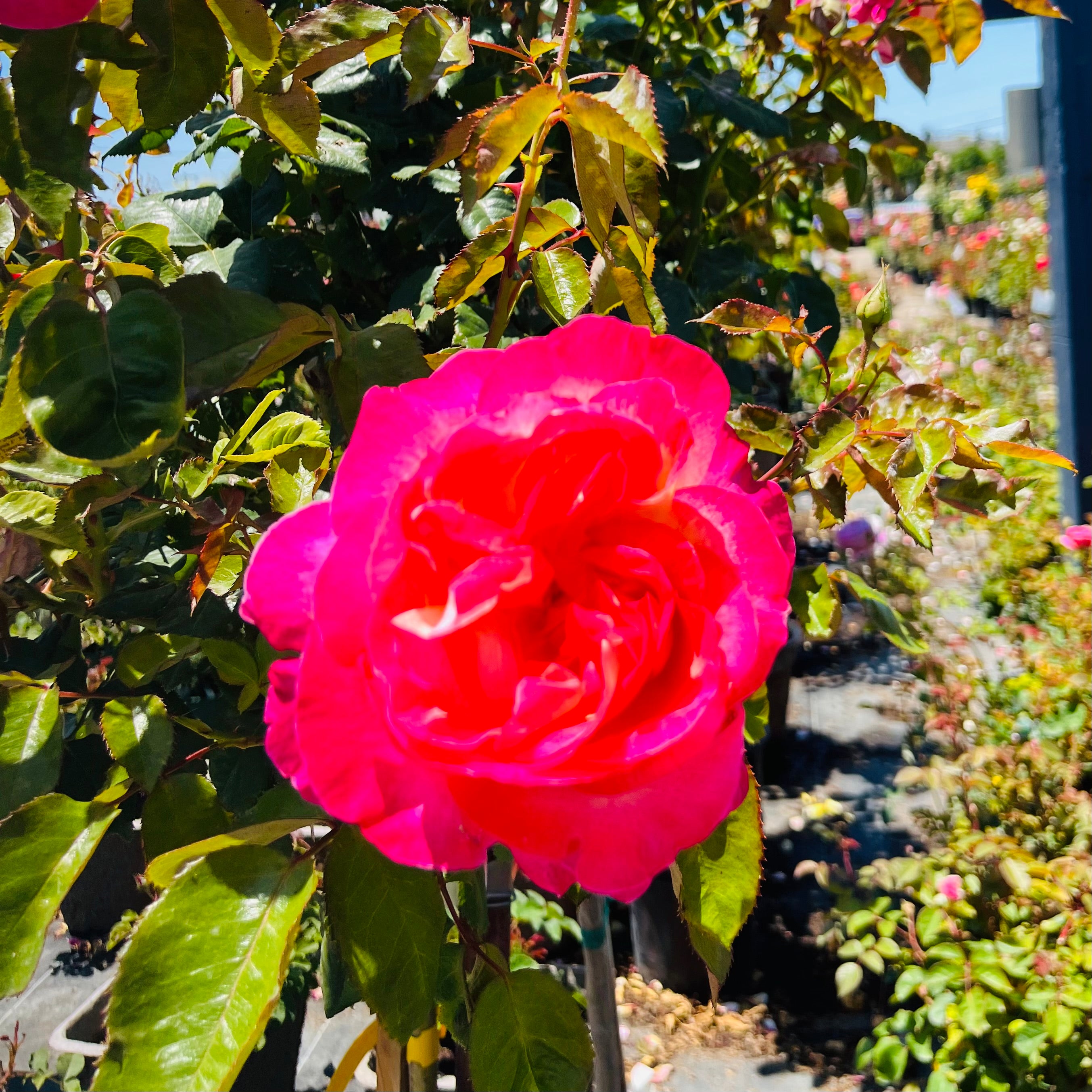 California Dreamin Rose