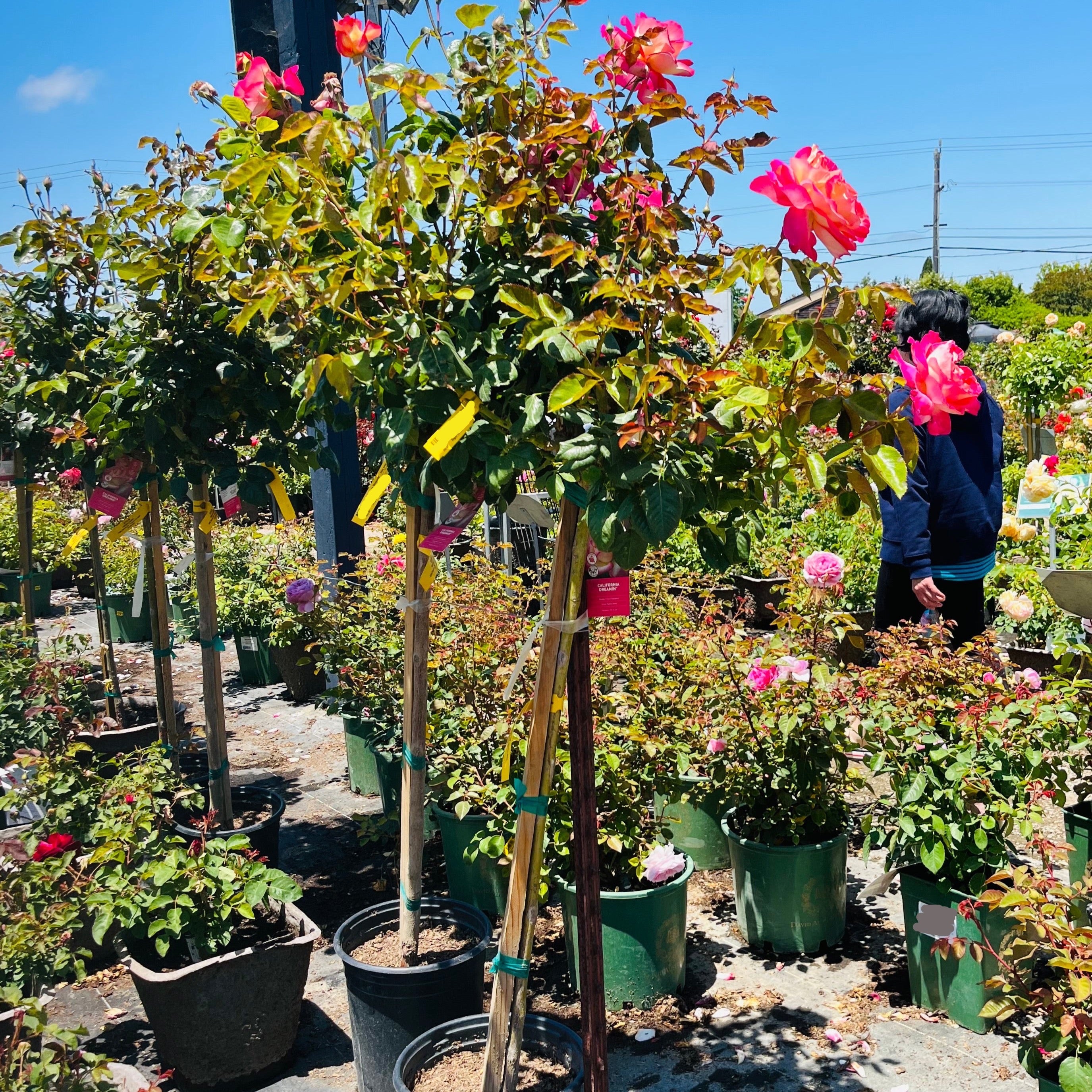California Dreamin Rose