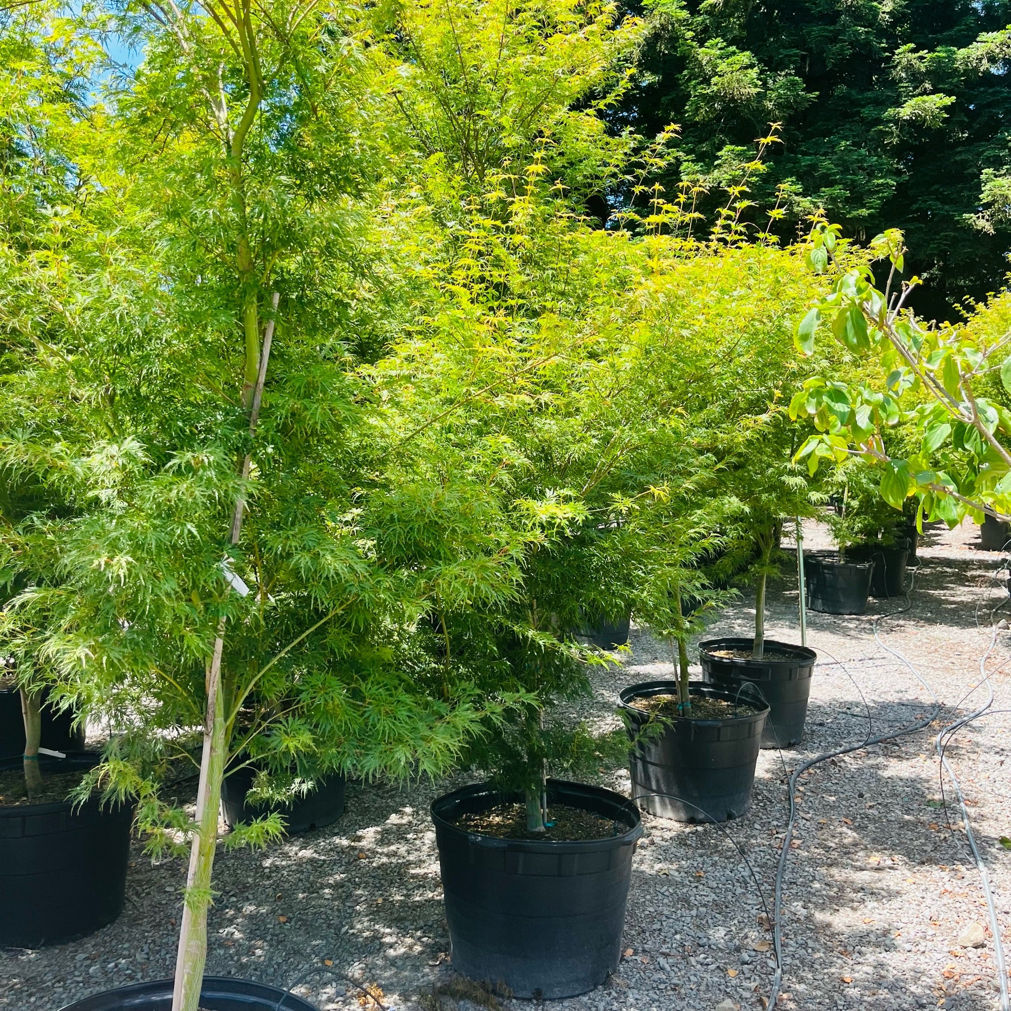 Seiryu Lace Japanese Maple