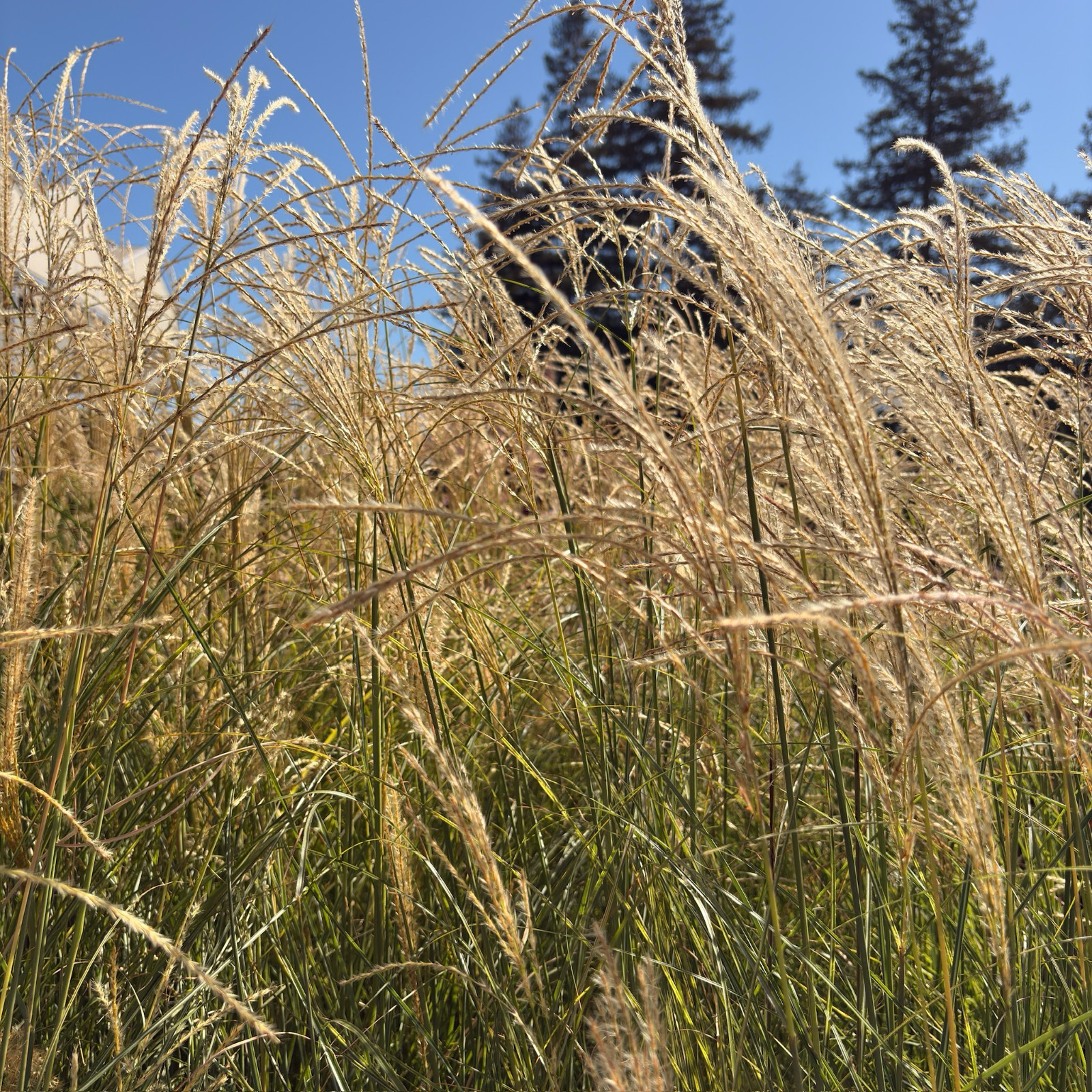 Morning Maiden Grass