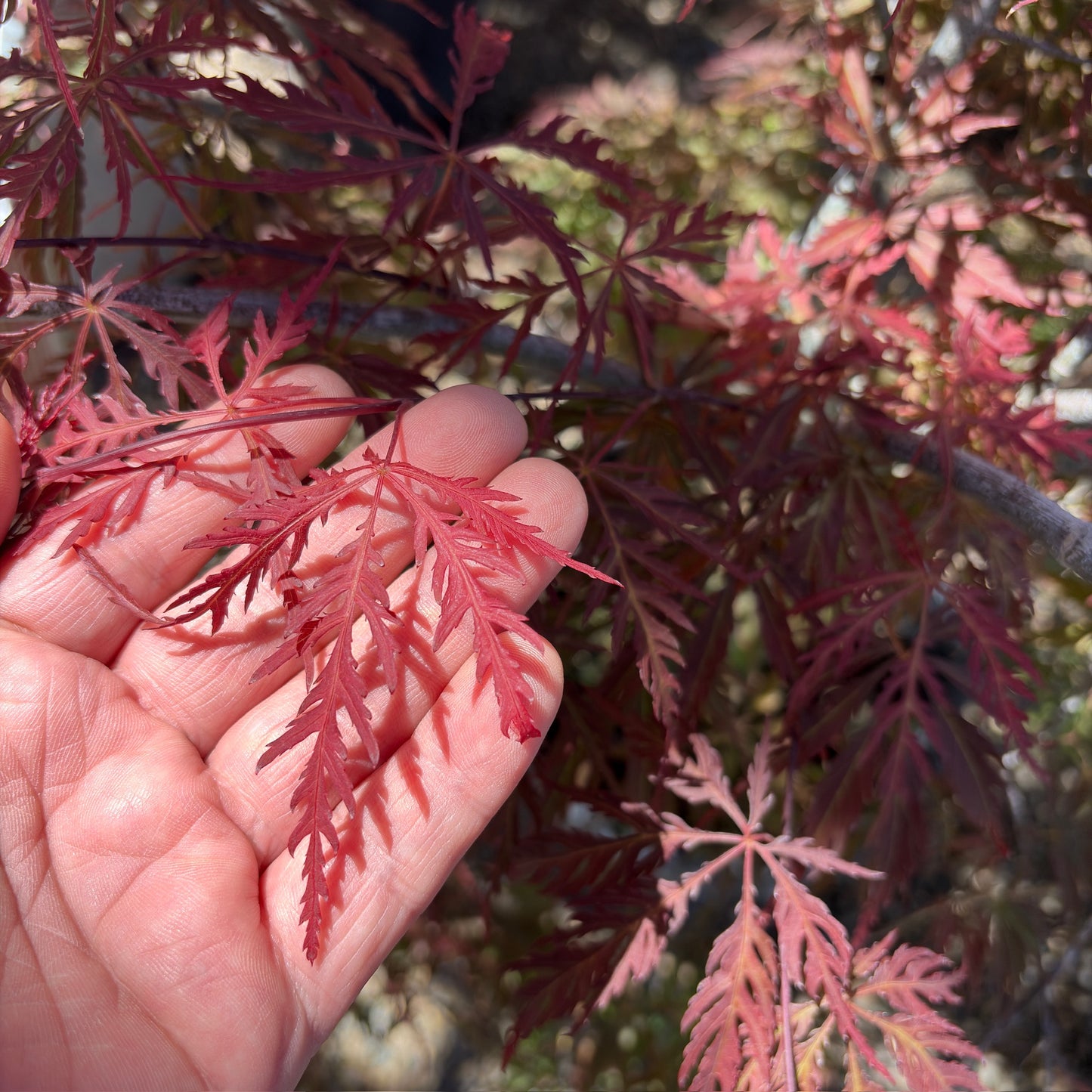 Tamukeyama Lace Japanese Maple