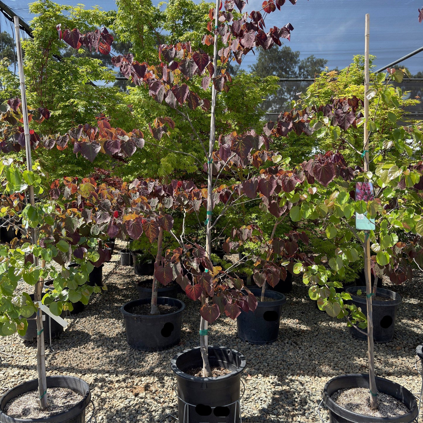 Forest Pansy Eastern Redbud