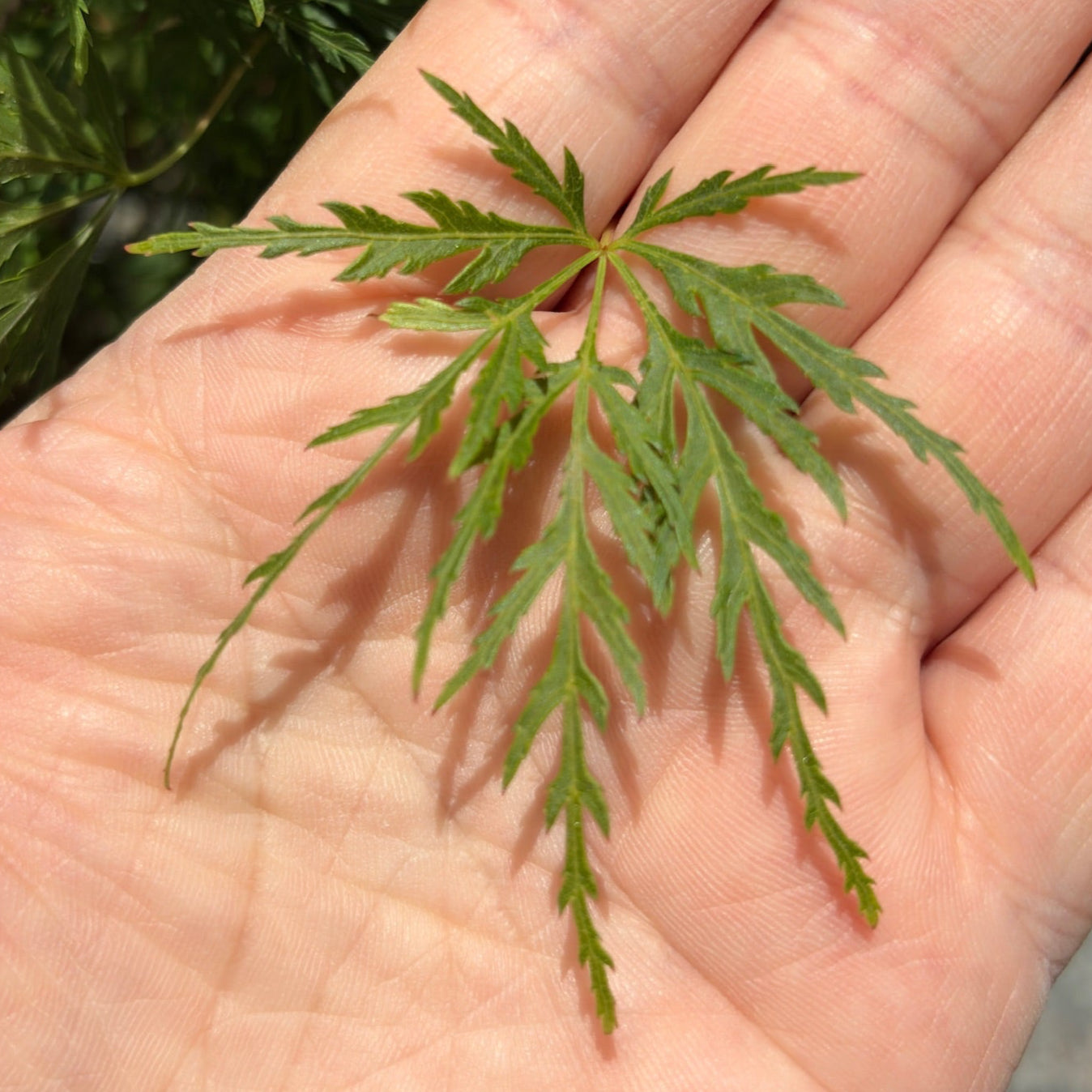Seiryu Lace Japanese Maple