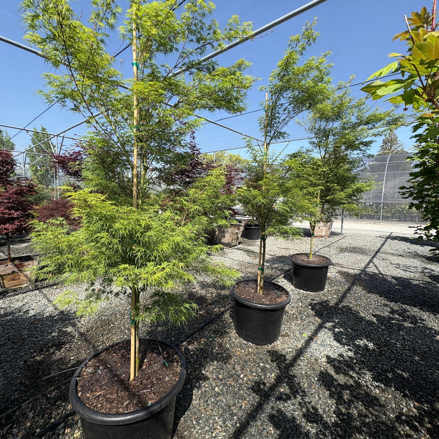 Seiryu Lace Japanese Maple