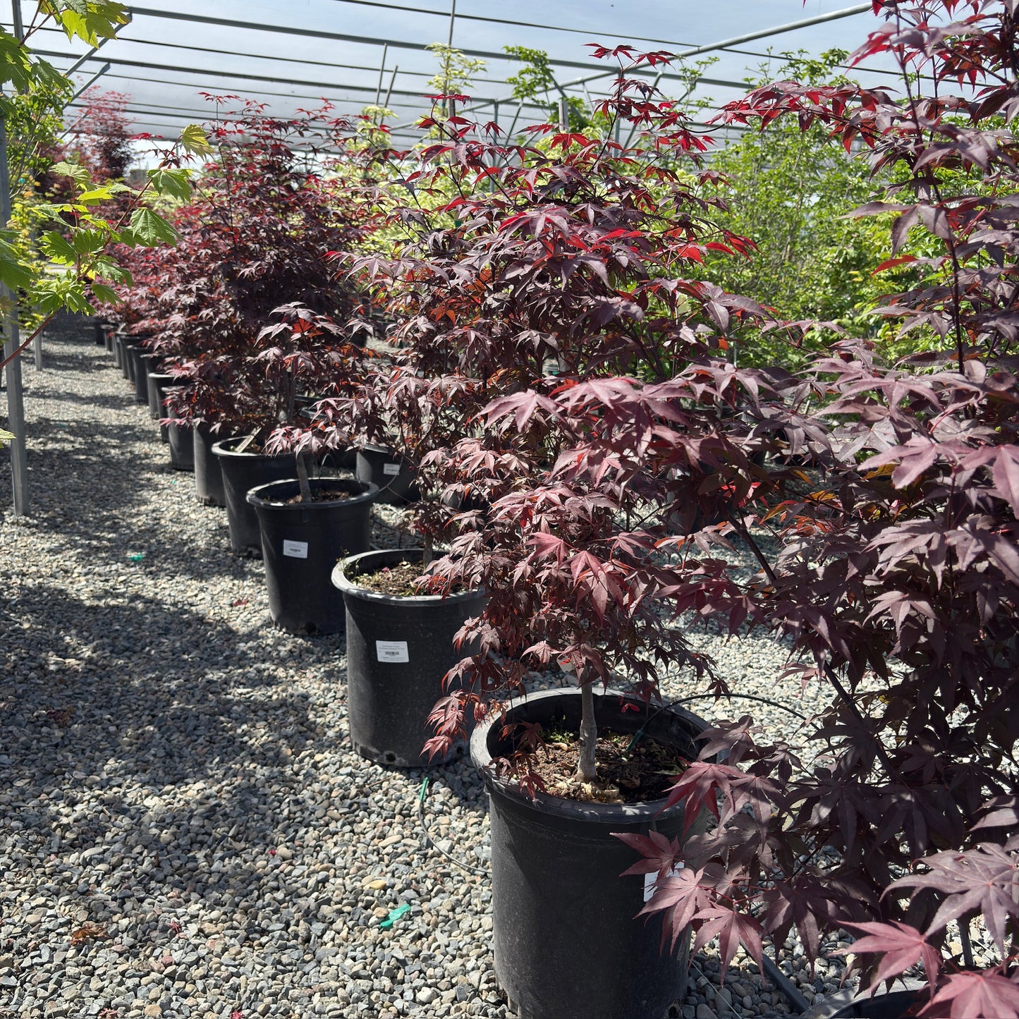 Bloodgood Japanese Maple