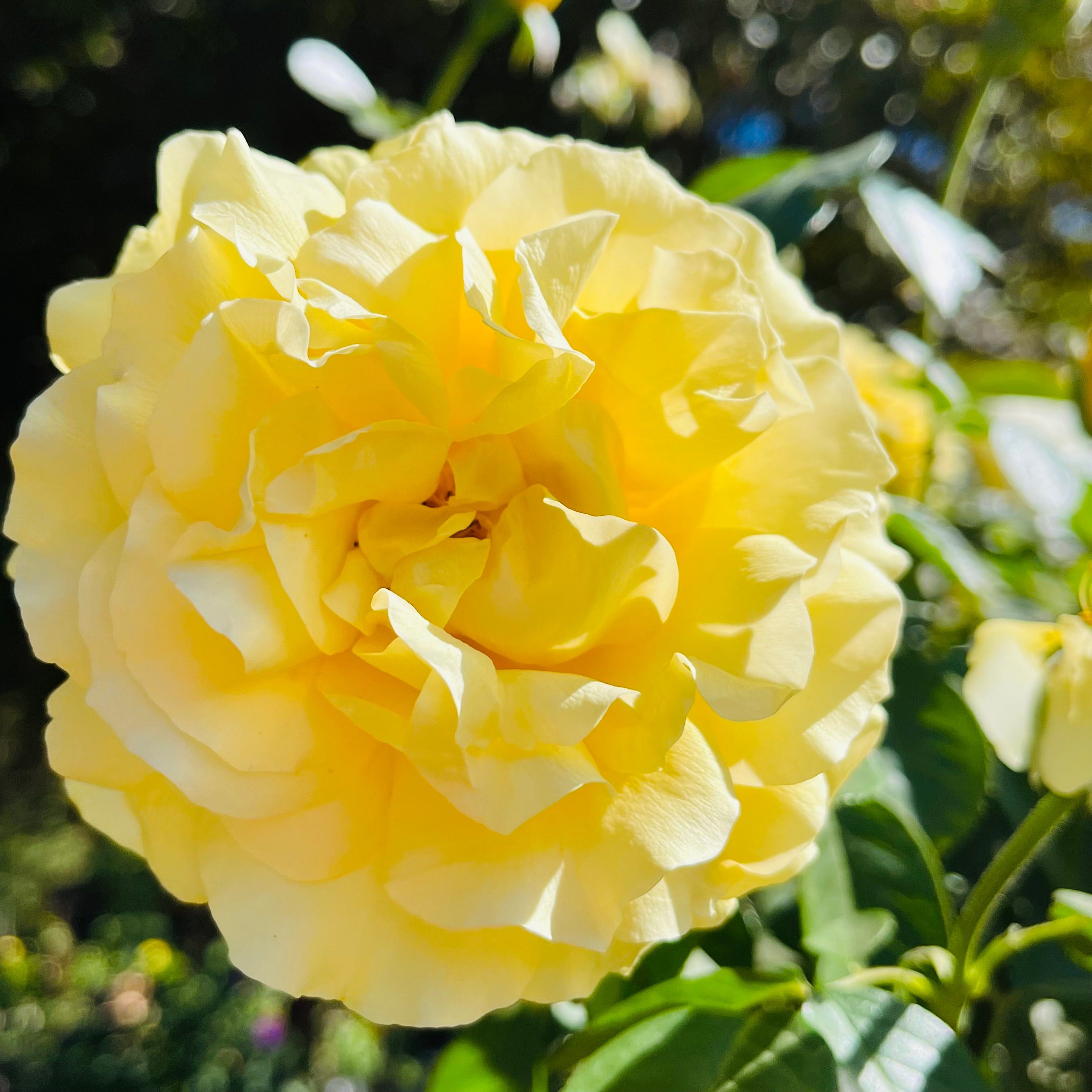 Doris Day Rose