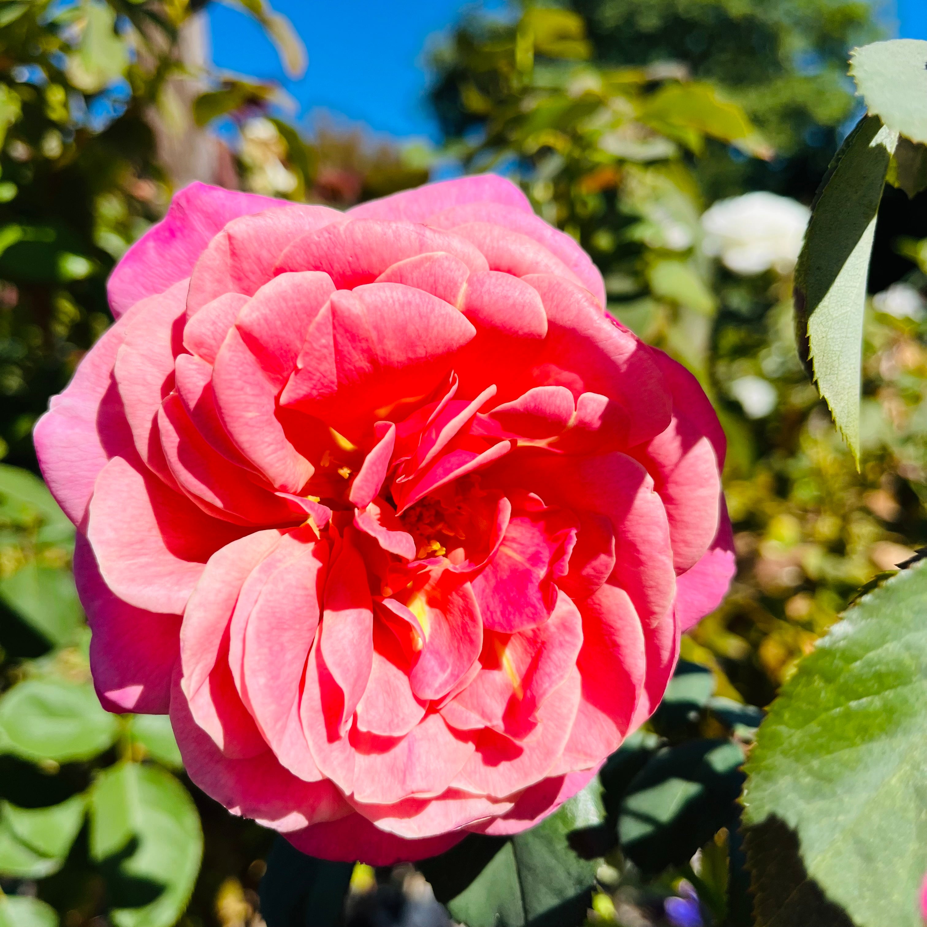 Queen Of Elegance Rose