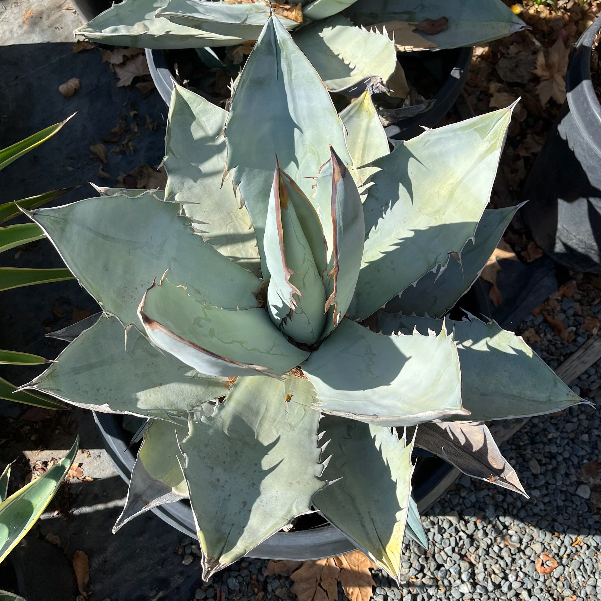 Chalk Agave
