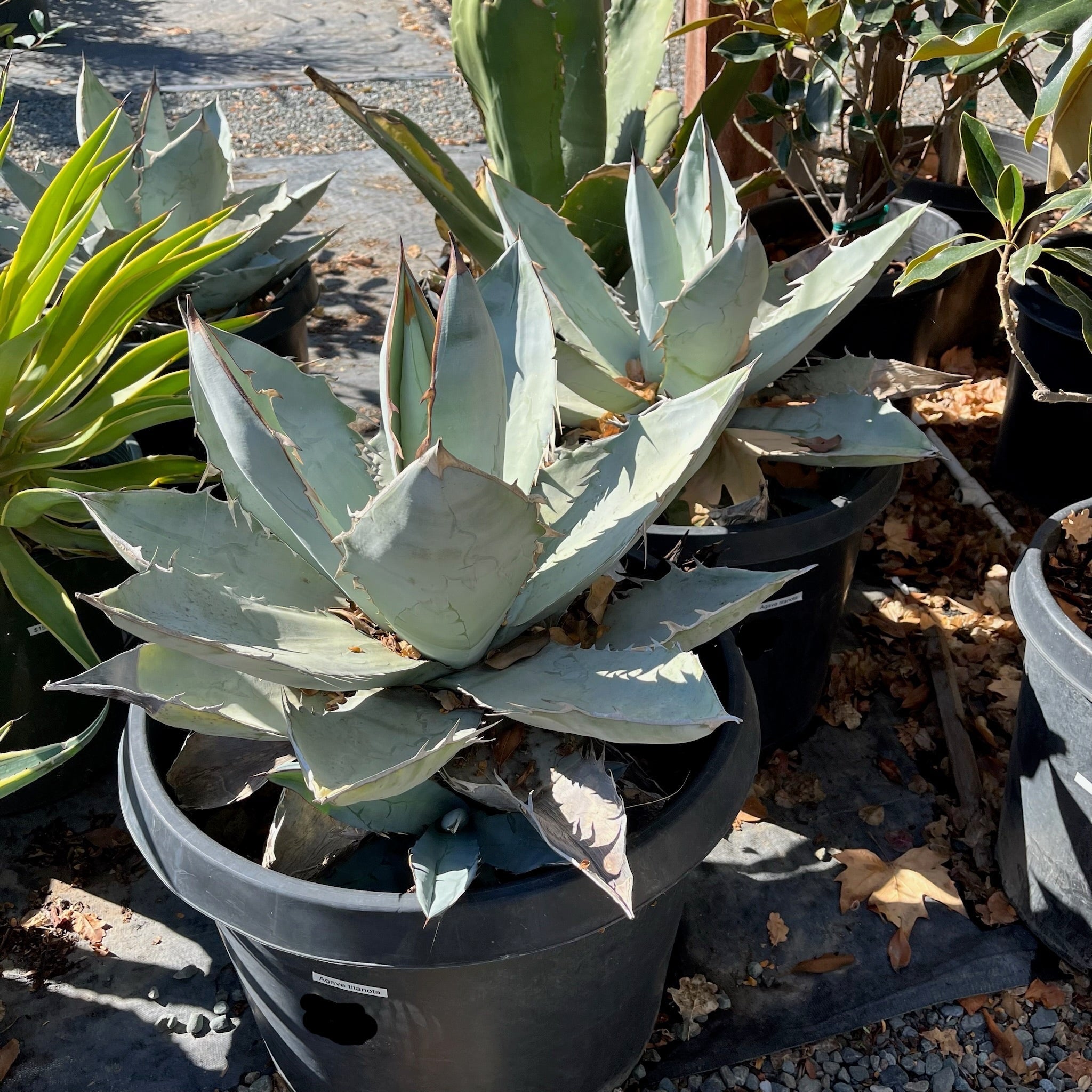Chalk Agave