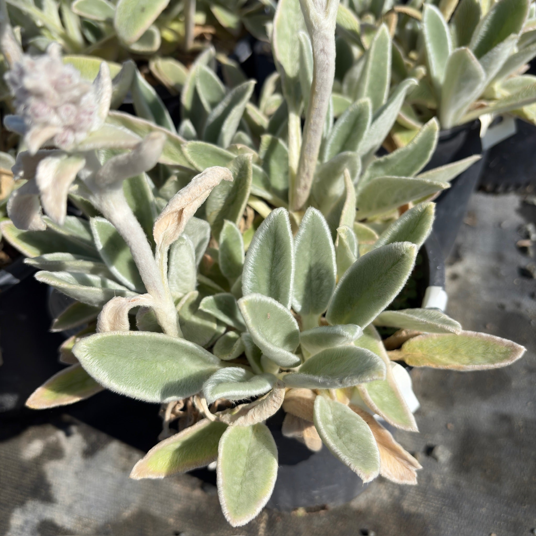 Silver Carpet Lamb's Ear