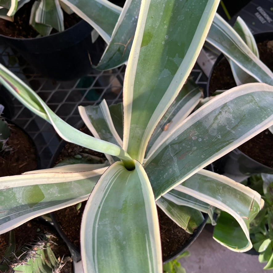 Variegated Octopus Agave