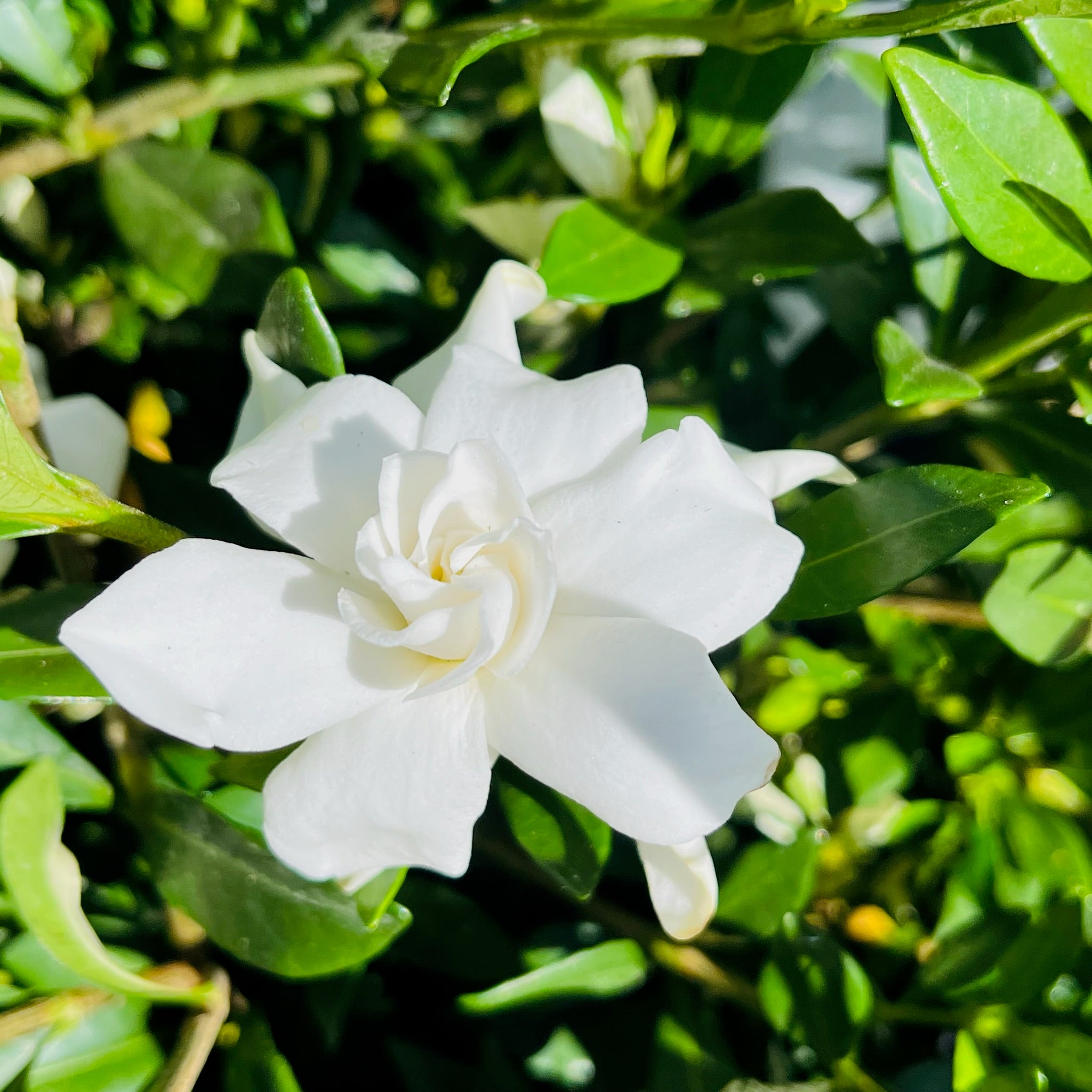 Traling  Gardenia