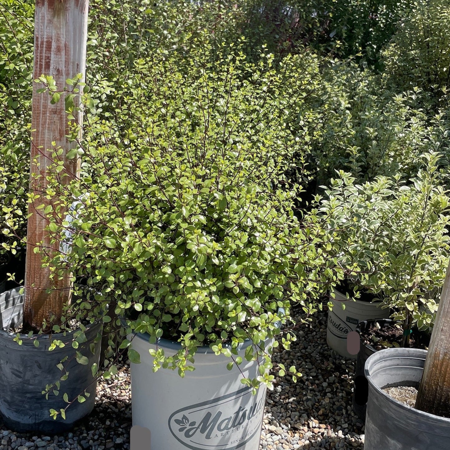 Silver Pittosporum · Thin Leaves