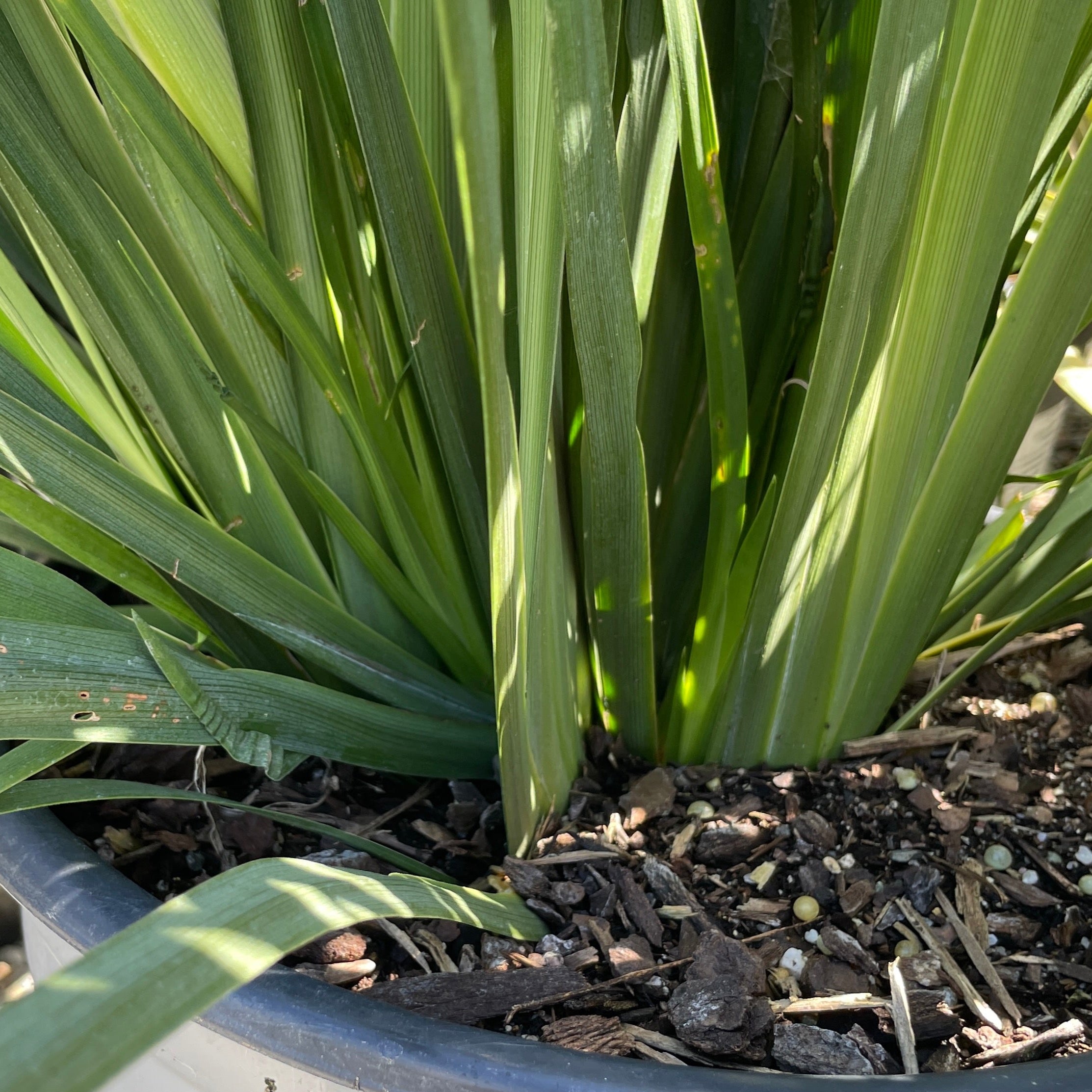 Dietes vegeta