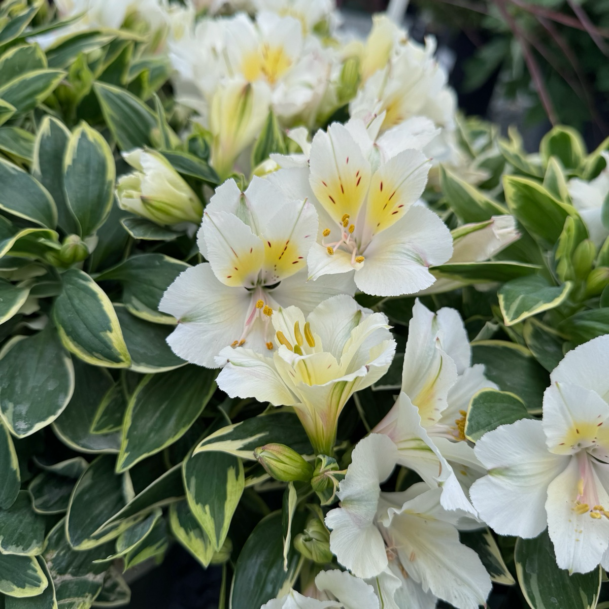 Colorita® Claressa Peruvian Lily
