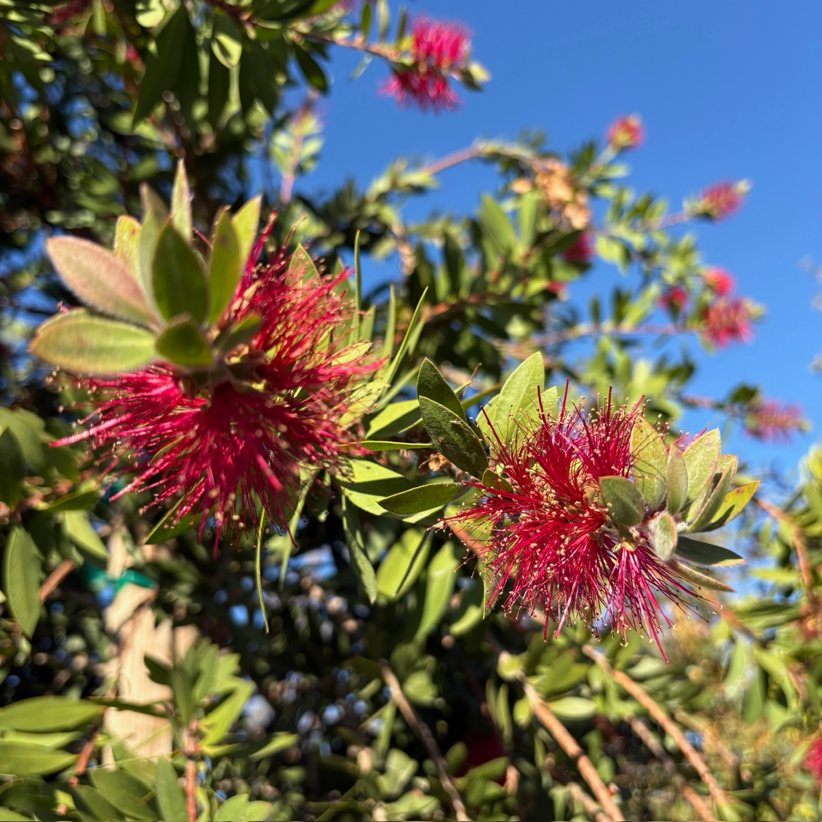Bottlebrush Patio、Lemon Bottlebrush