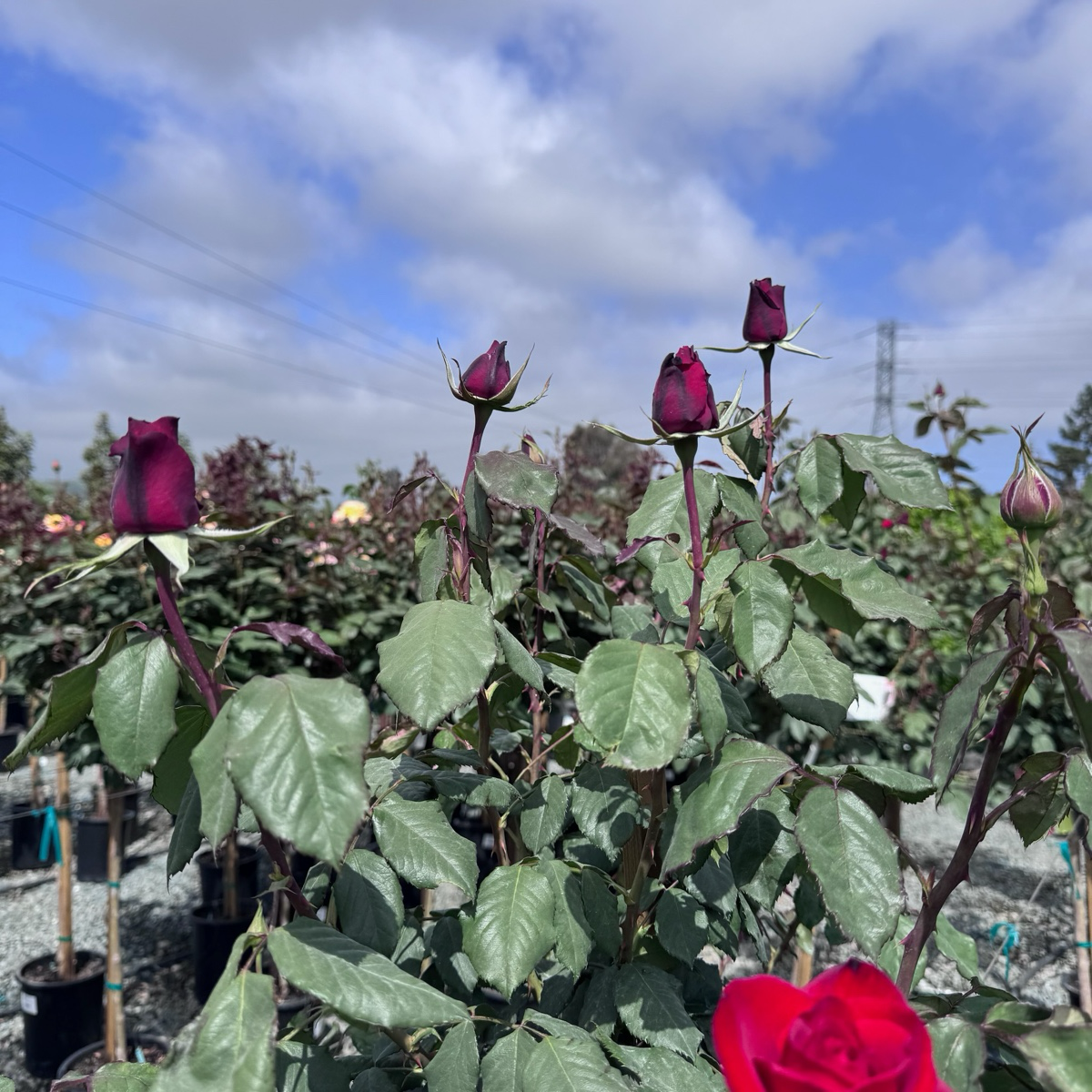 Olympiad Rose
