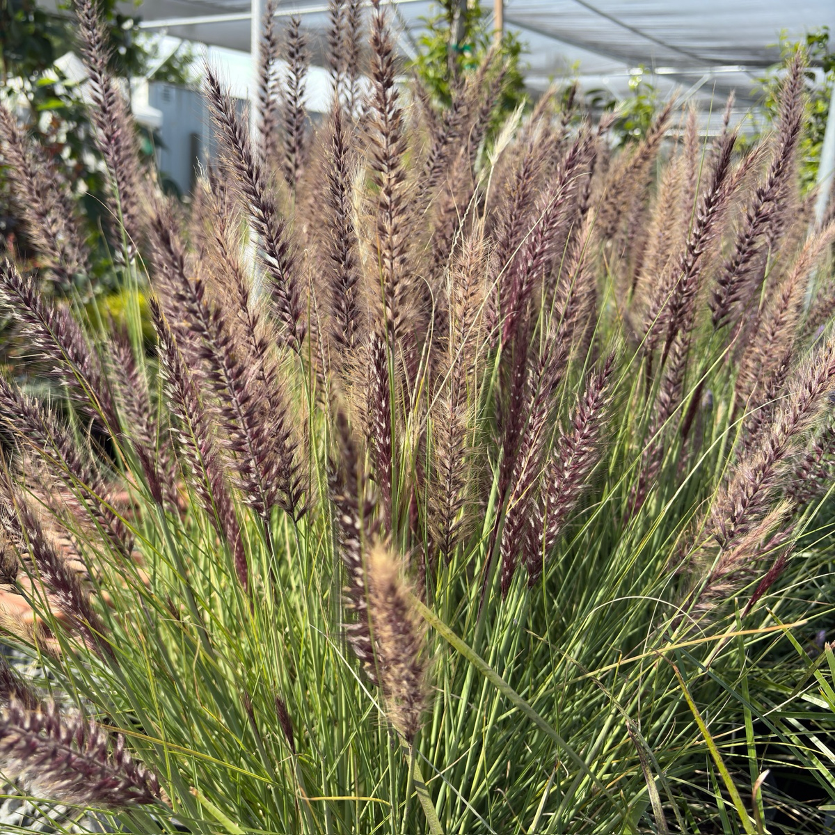 Red Fountain Grass