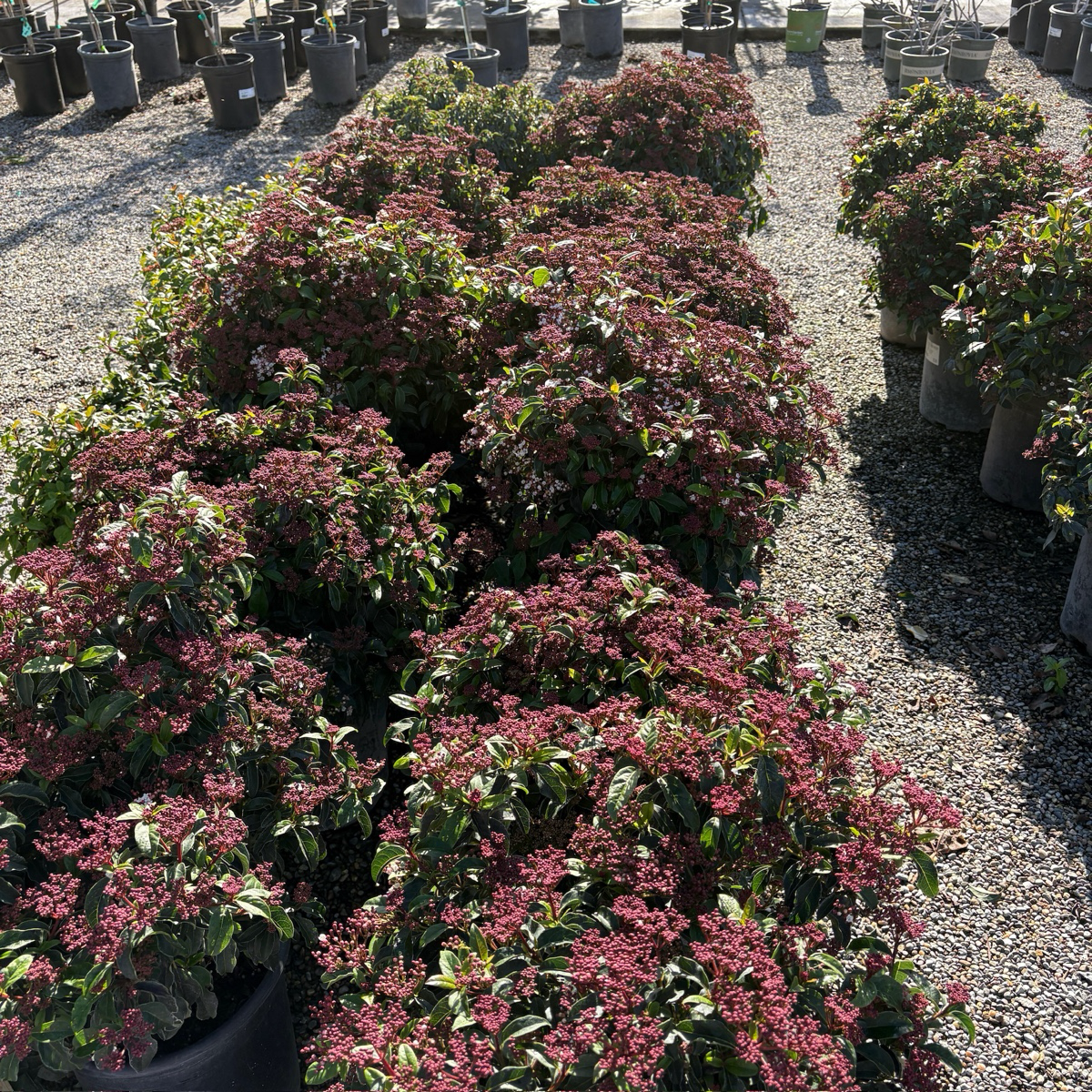 Spring Bouquet Viburnum, Laurustinus