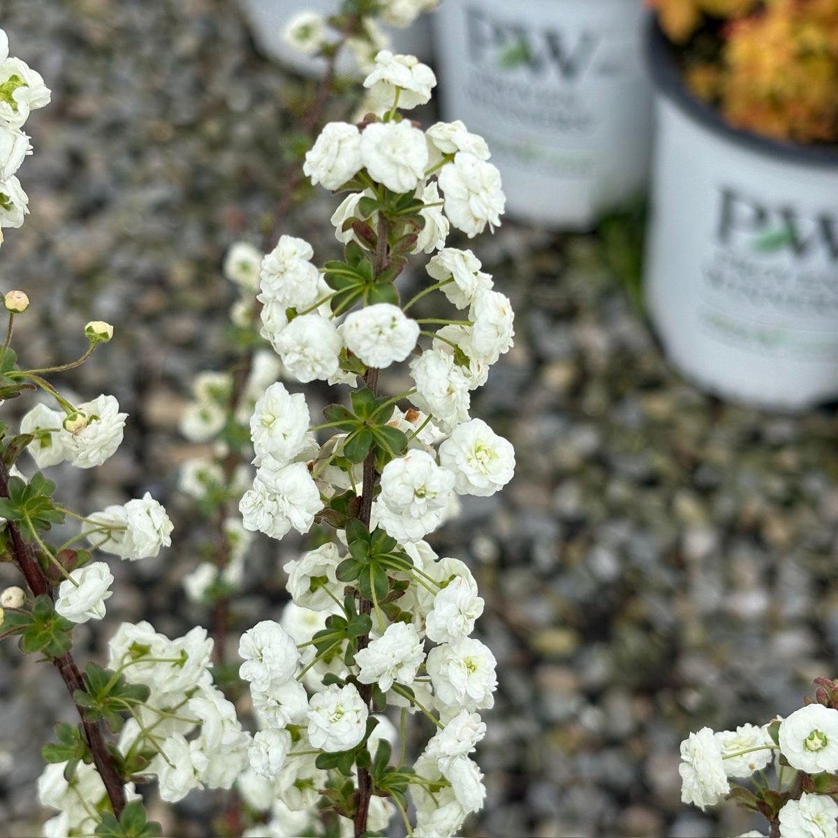 Bridal Wreath Spirea, Shoe Button Spirea