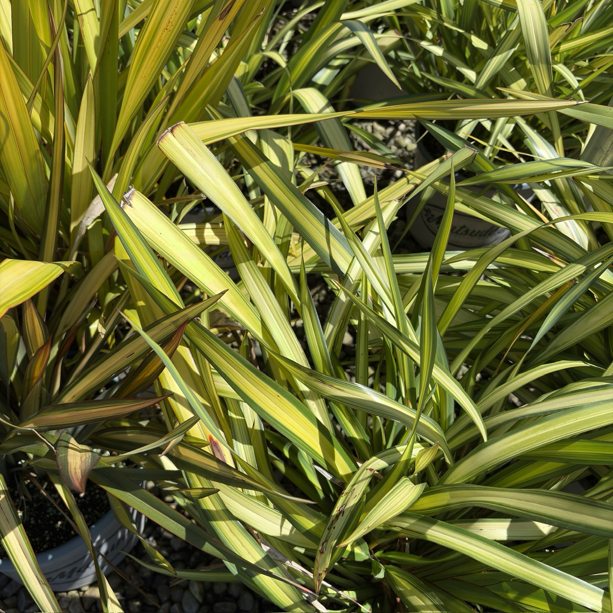 Yellow Wave Flax