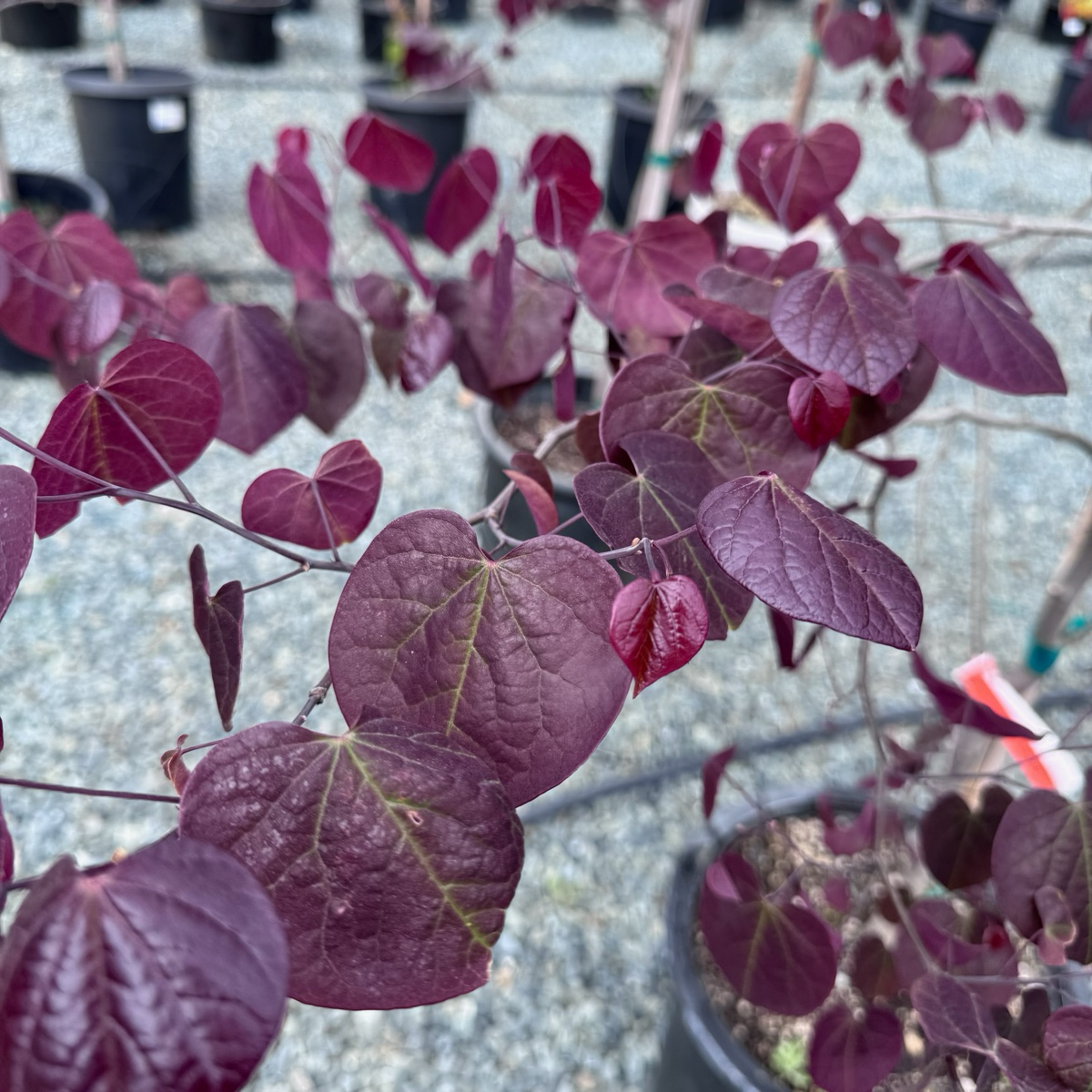 Forest Pansy Eastern Redbud