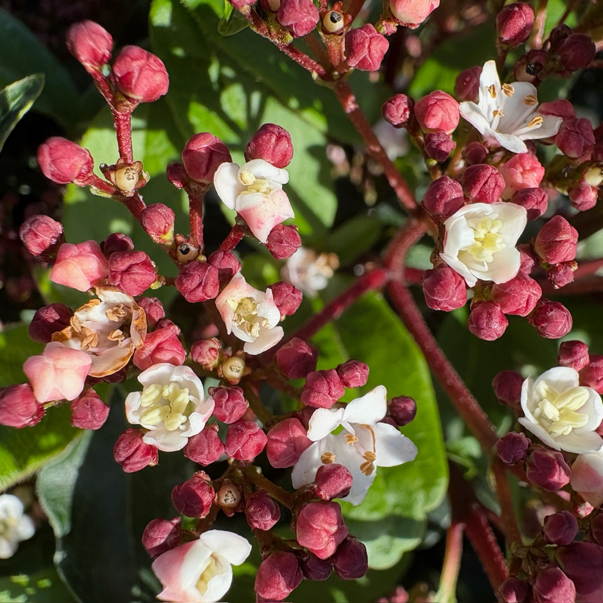 Spring Bouquet Viburnum, Laurustinus