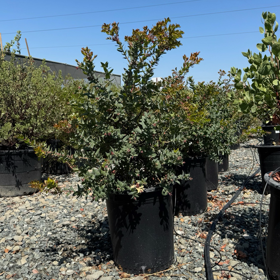 Howard McMinn Manzanita