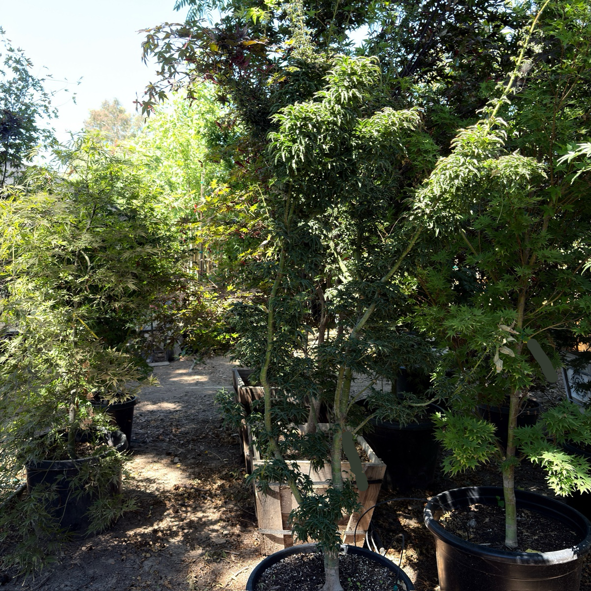 Lion Head lapanese Maple