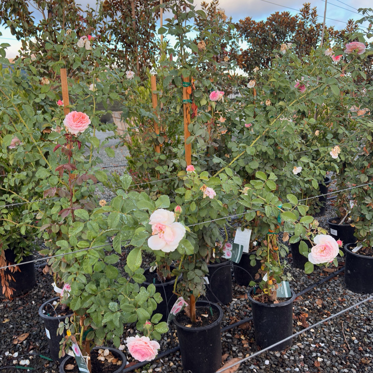 Raspberry Cream Twirl Climbing Rose