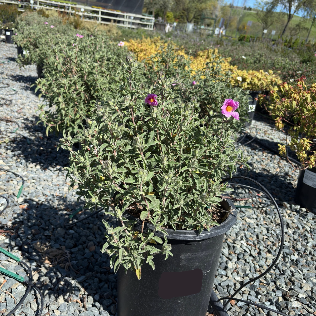 Little Miss Sunshine Rockrose