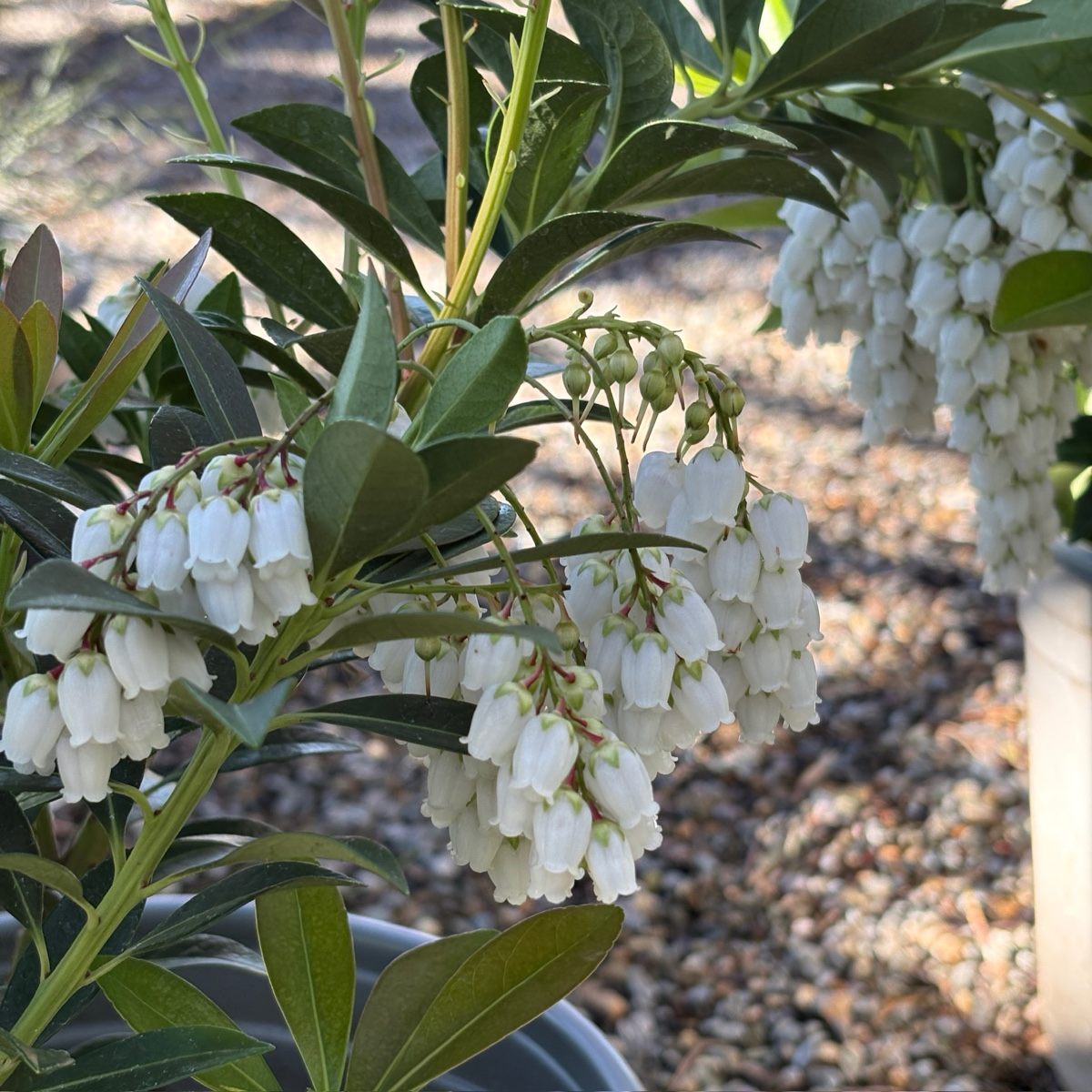Flaming Silver Lily of the Valley