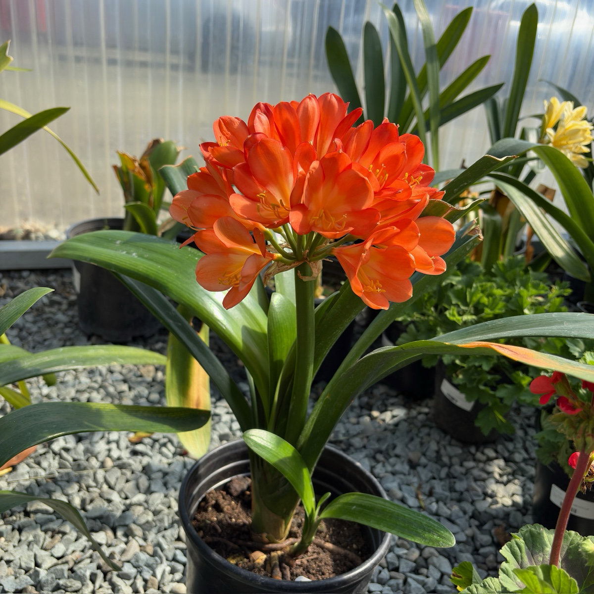 Orange Belgian Hybrid Bush Lily