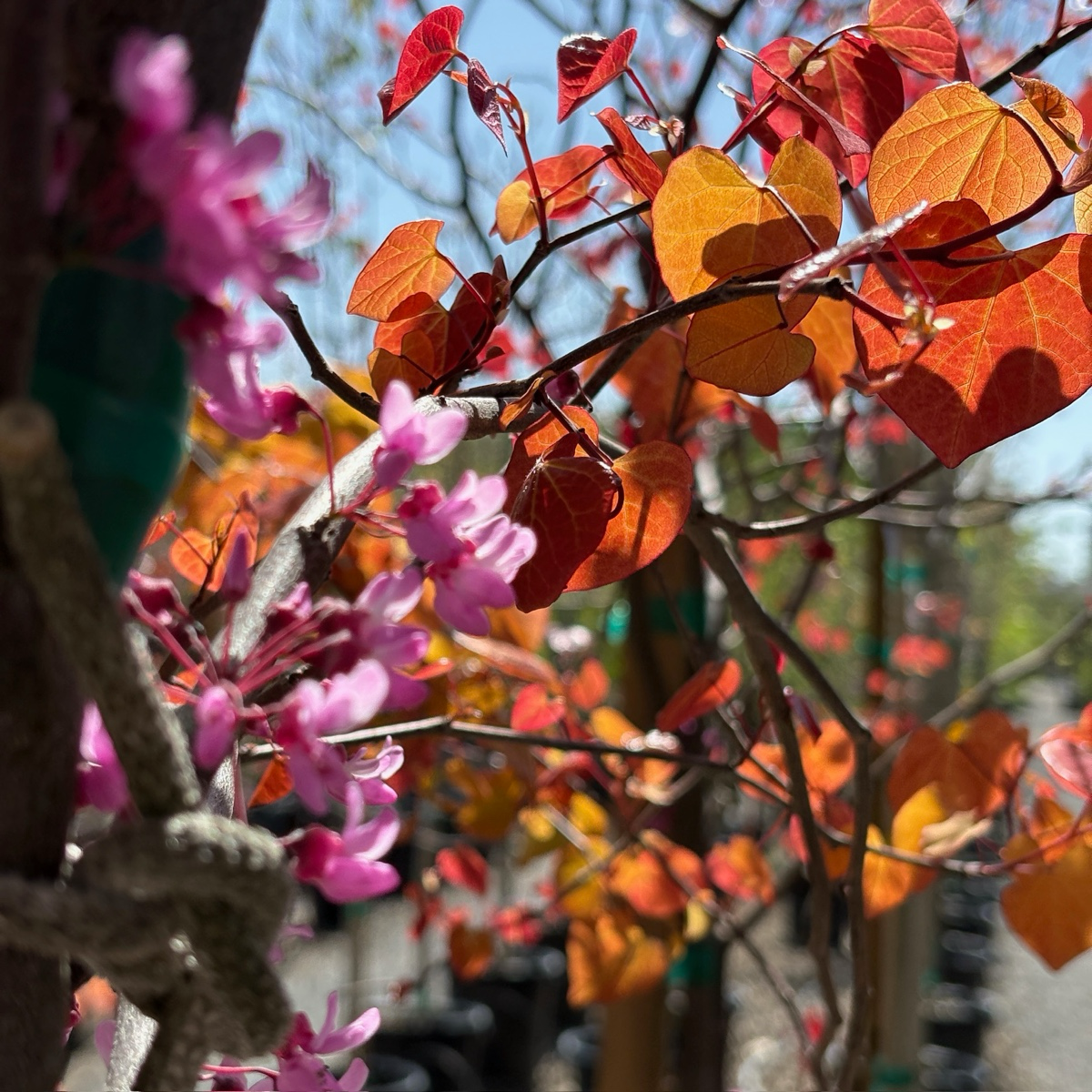 Hearts of Gold Eastern Redbud