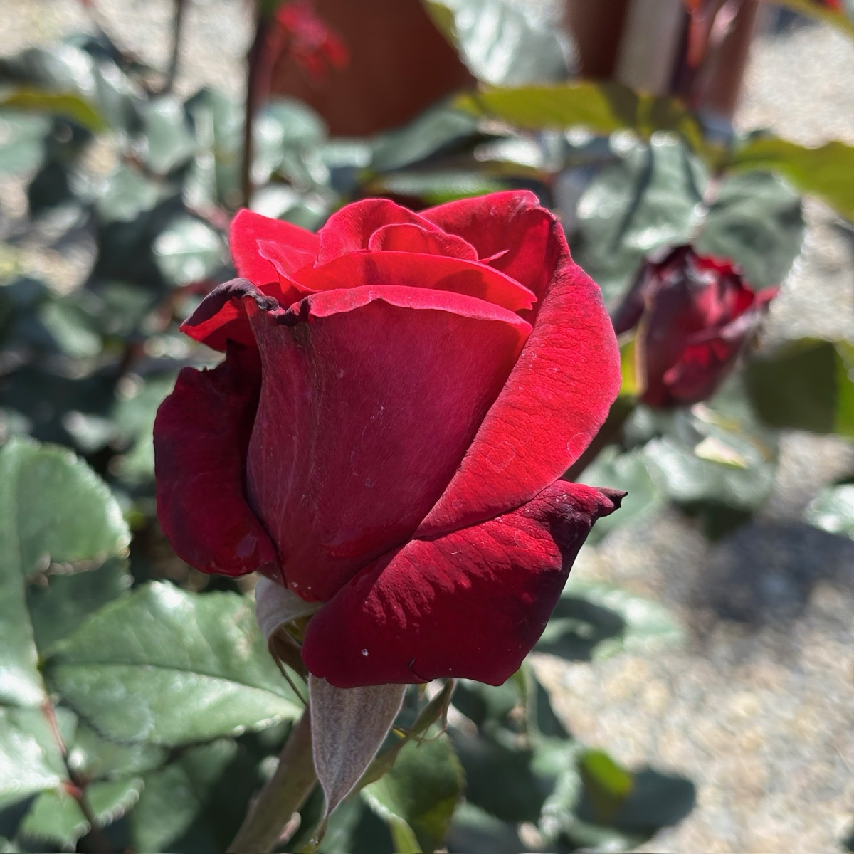 Firefighter® Rose