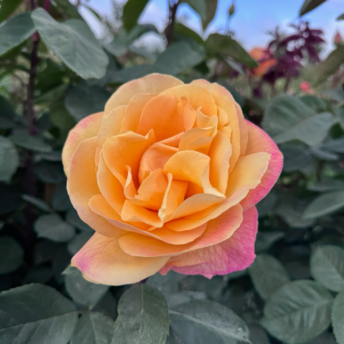 Strike It Rich Rose