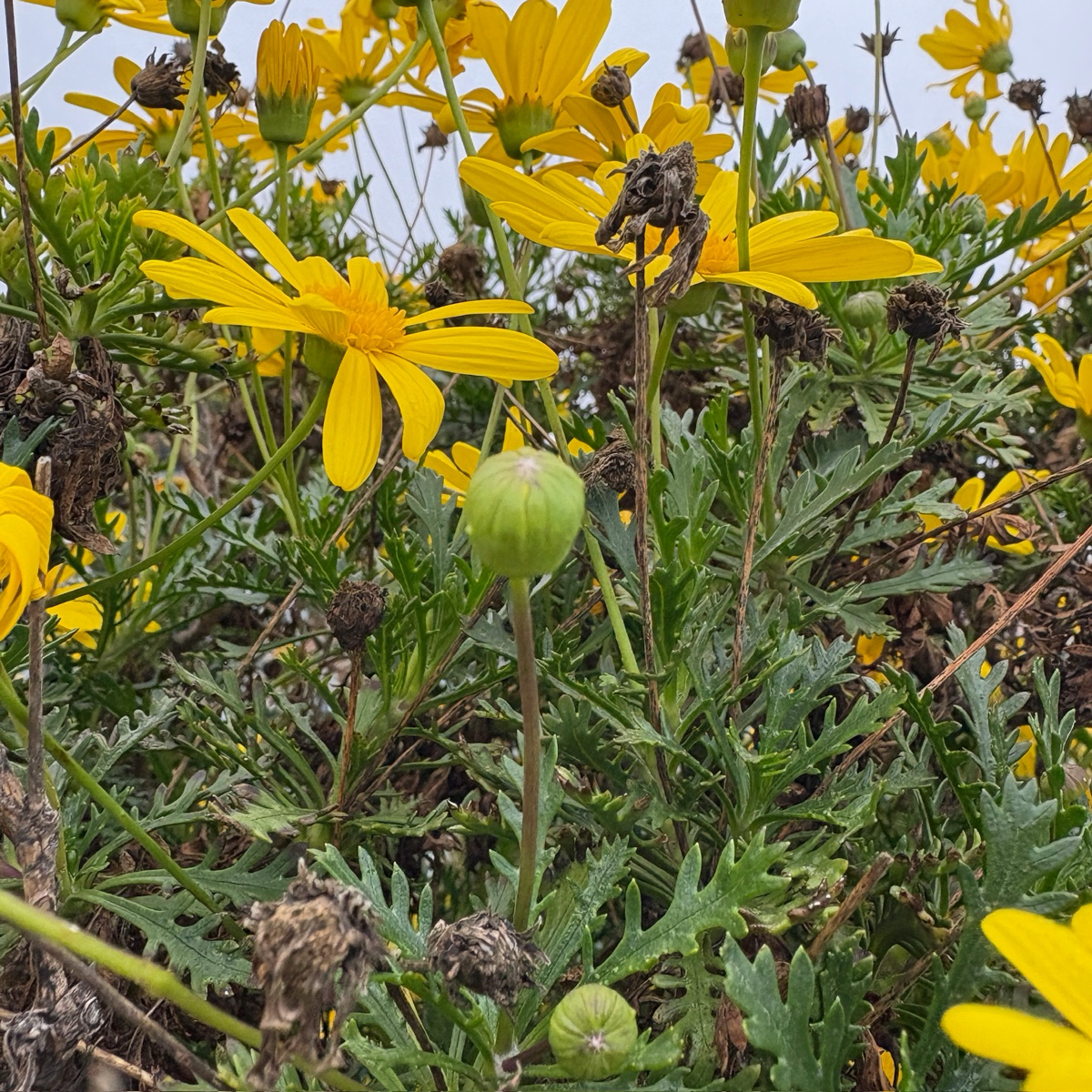 Green Leaved Bush Daisy